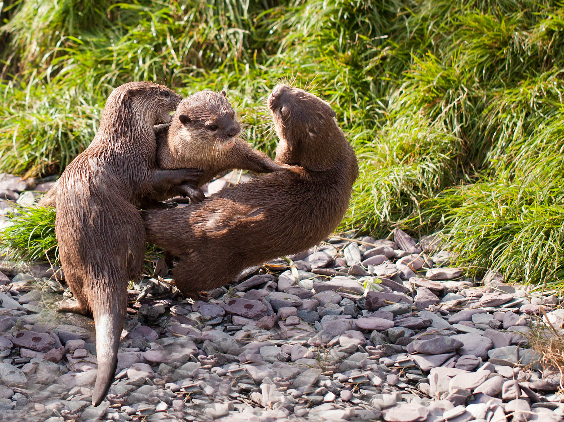 Asian Short-Clawed Otter