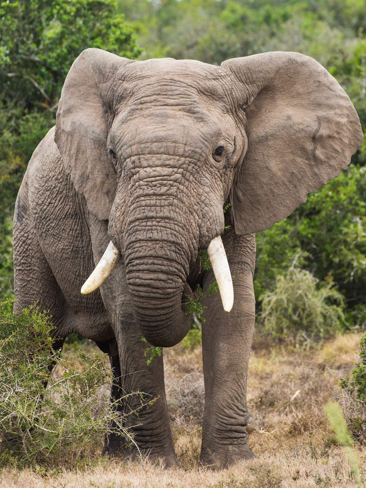 Elephants are difficult to hunt because despite their large size, they are able to hide in tall grass and are more likely to charge than the other species.