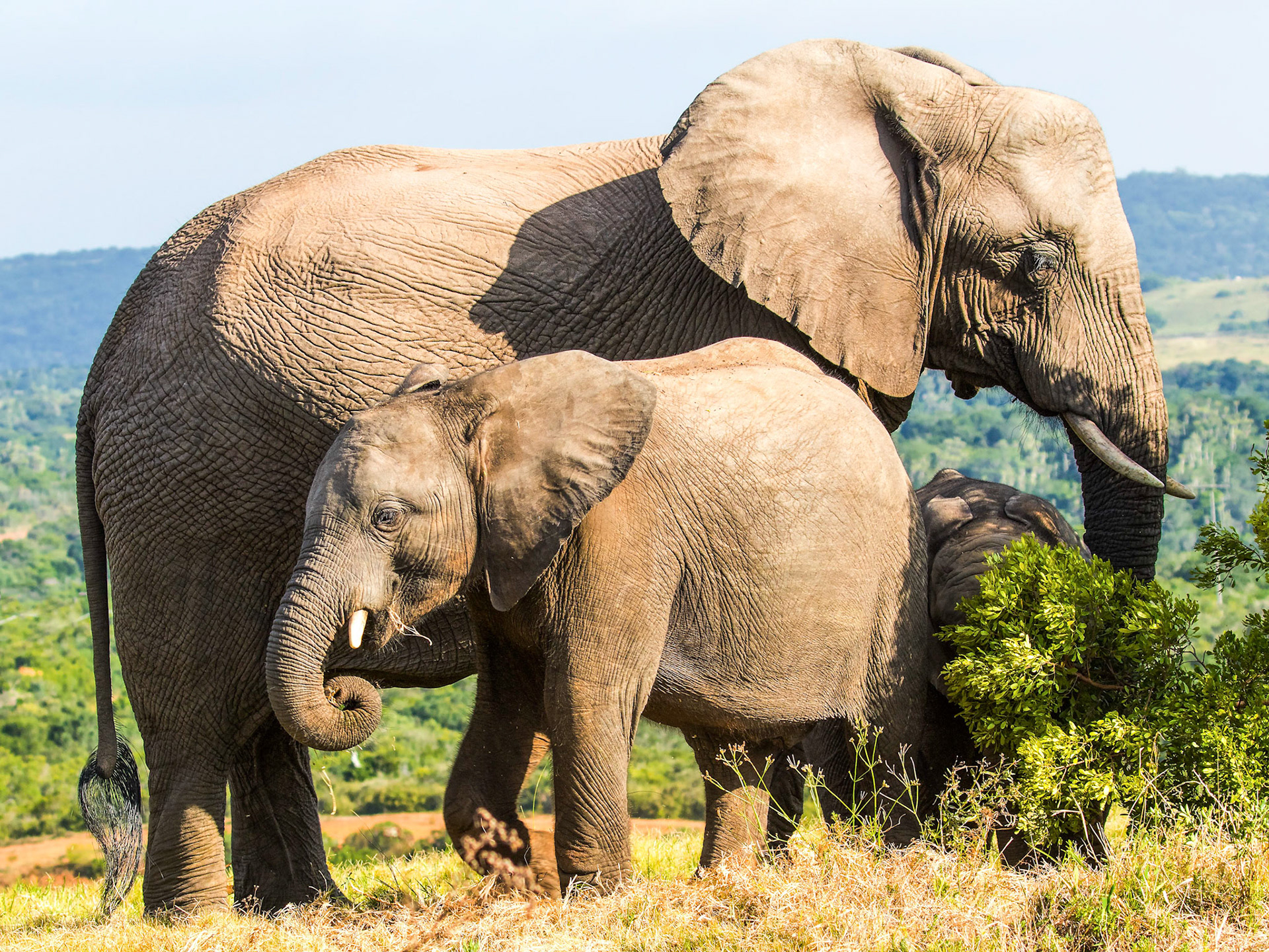 Mother And Juvenile Elephant