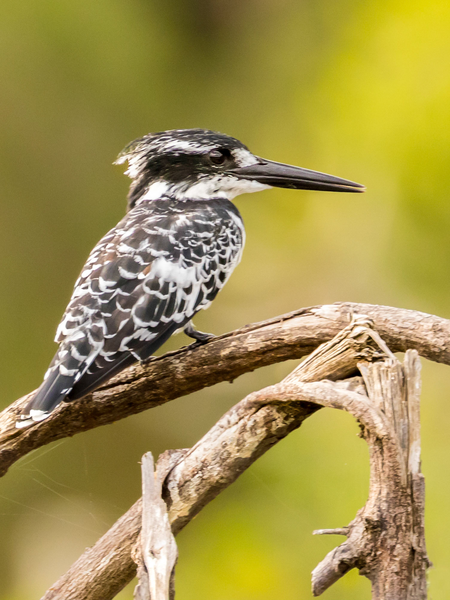 The pied kingfisher (Ceryle rudis) is a water kingfisher and is found widely distributed across Africa and Asia. Its black and white plumage, crest and the habit of hovering over clear lakes and rivers before diving for fish makes it distinctive. Males have a double band across the breast while females have a single gorget that is often broken in the middle. They are usually found in pairs or small family parties. When perched, they often bob their head and flick up their tail.  This kingfisher feeds mainly on fish, although it will take crustaceans and large aquatic insects such as dragonfly larvae.  It usually hunts by hovering over the water to detect prey and diving vertically down bill-first to capture fish. When not foraging, they have a straight rapid flight and have been observed flying at nearly 50 km/h[8] In Lake Victoria in East Africa the introduction of the Nile perch reduced the availability of haplochromine cichlids which were formerly the preferred prey of these birds.  They can deal with prey without returning to a perch, often swallowing small prey in flight, and so can hunt over large water bodies or in estuaries that lack perches that are required by other kingfishers. Unlike some kingfishers, it is quite gregarious, and forms large roosts at night.