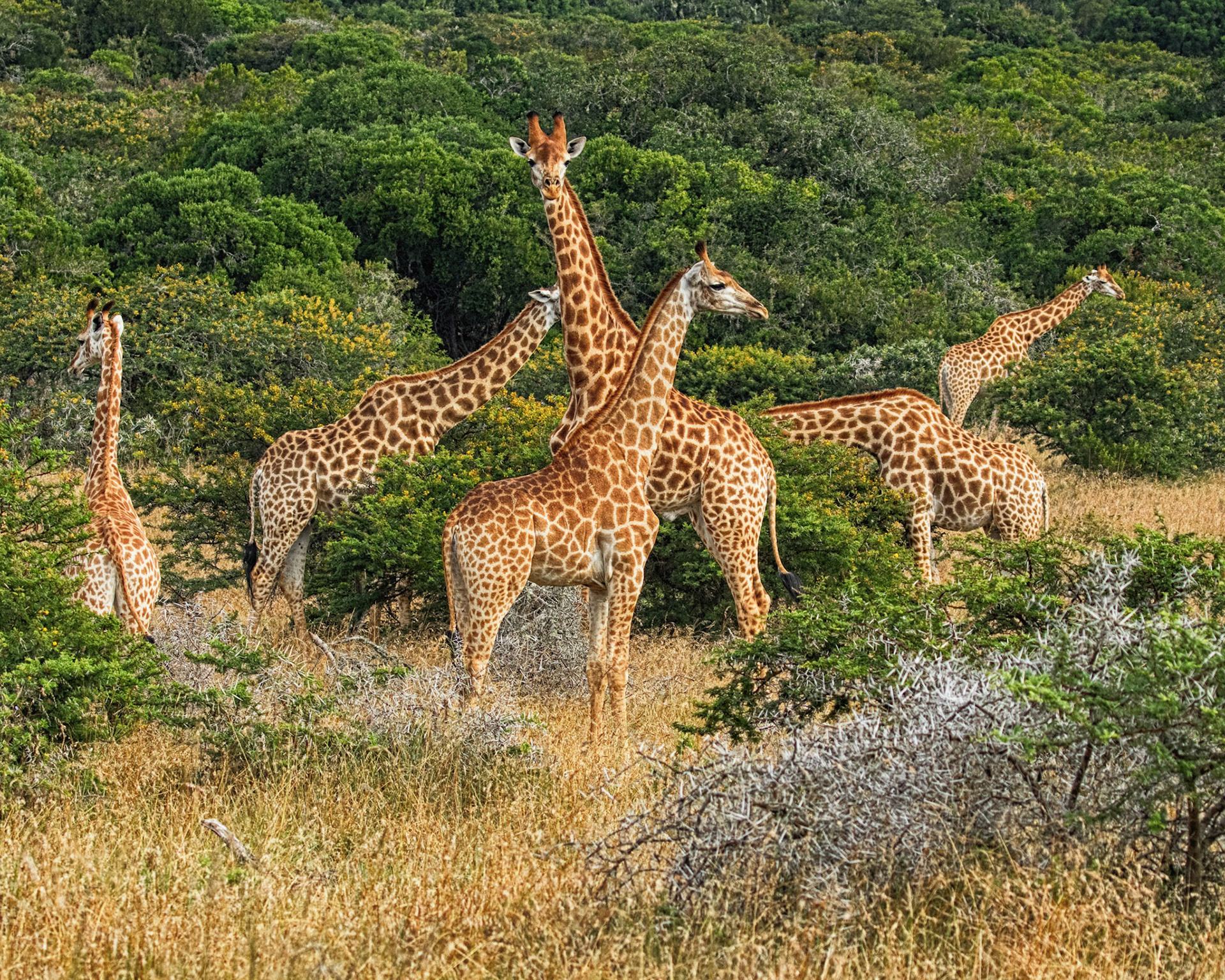 A Tower Of Giraffes