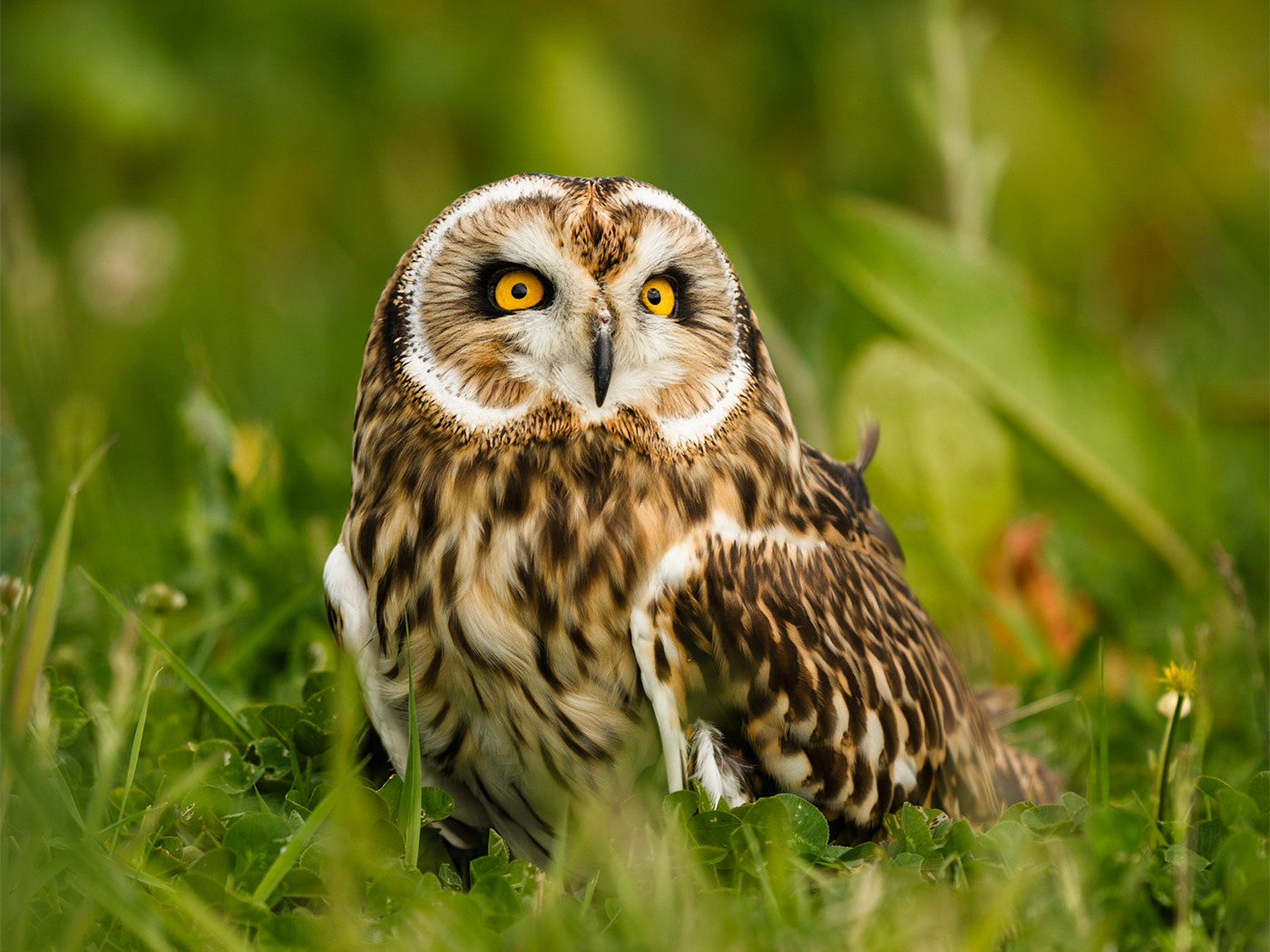 Short Eared Owl