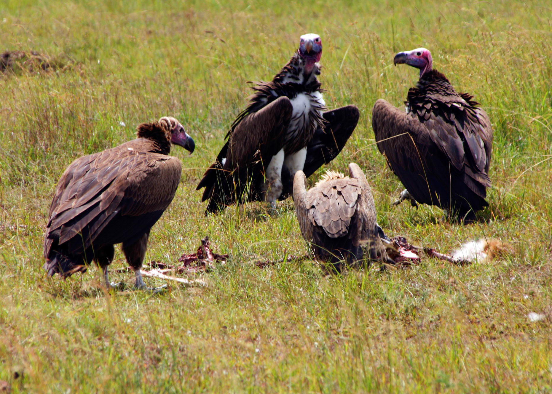 Hooded and Lappet Faced Vultures