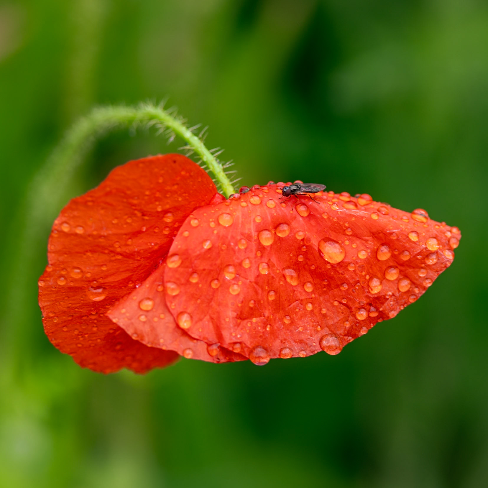 Fly On A Field Poppy After The Rain