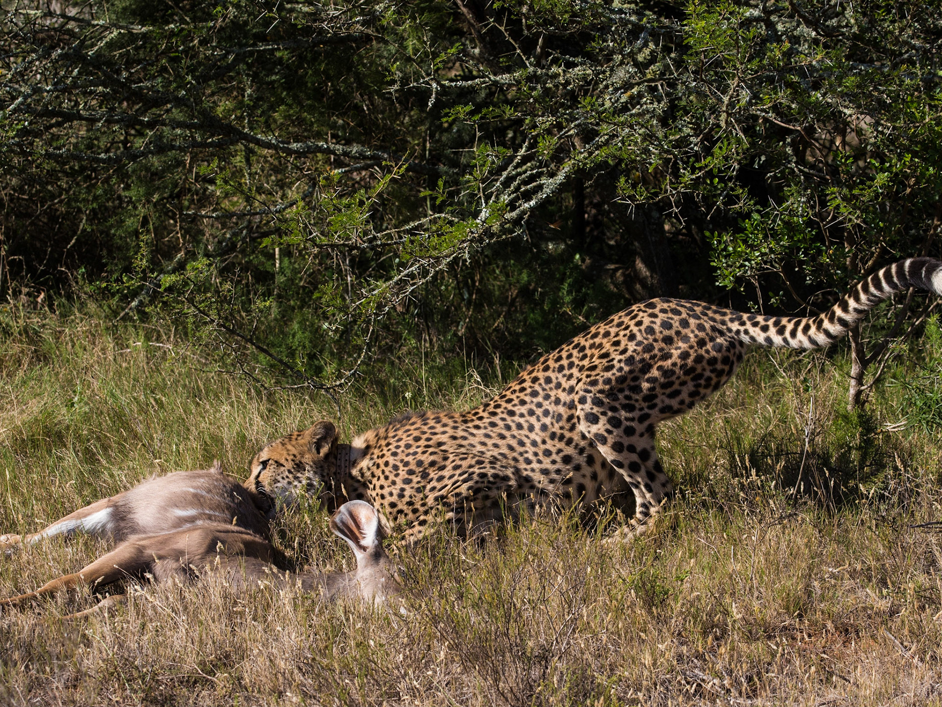 The Cheetah Dragging Its Kill