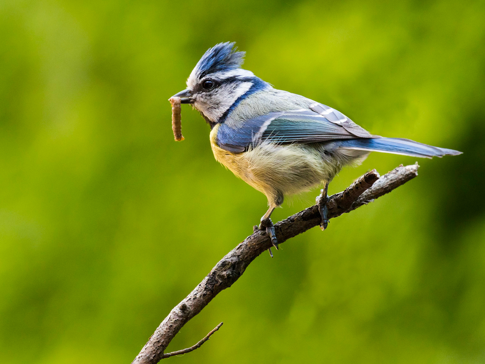 Blue Tit With Caterpillar