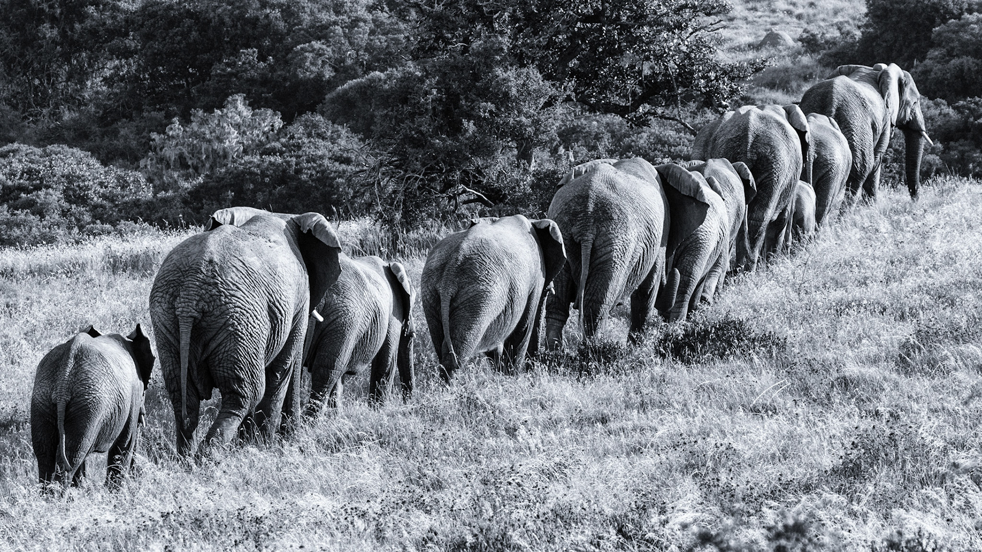 Elephant Procession In Monochrome