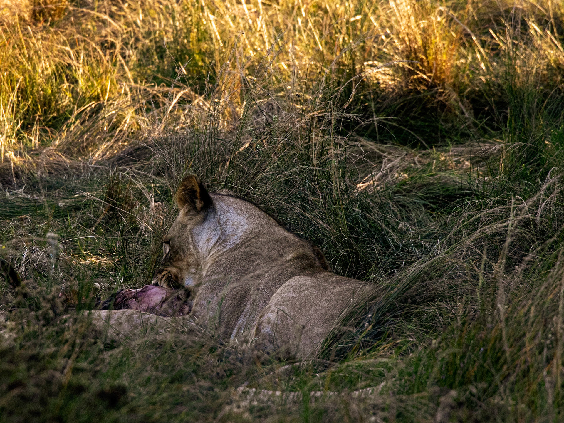 Lioness Eating A Warthog