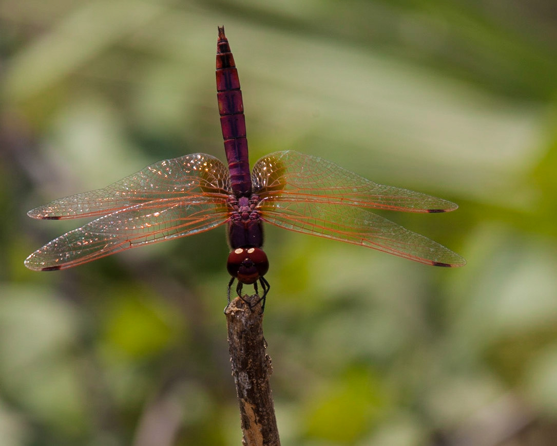 urkish Red Damsel (Ceriagrion georgifreyi)