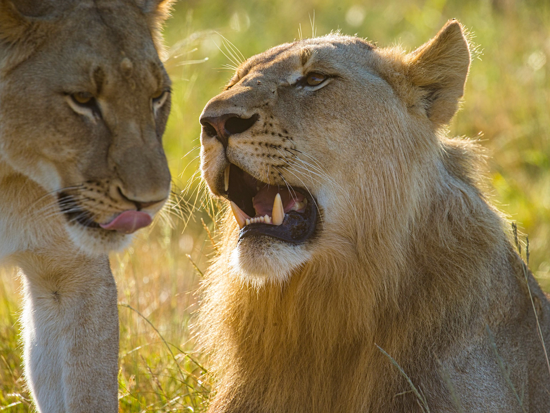 Hunting lions by stalking is usually conducted in daylight hours when there is sufficient light to spot the lion, which will usually be resting.