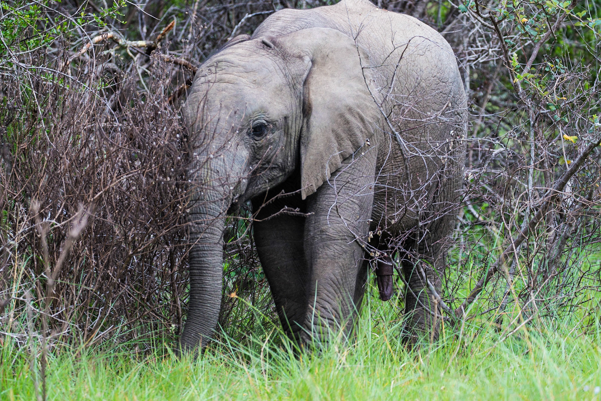 A Juvenile Male African Elephant