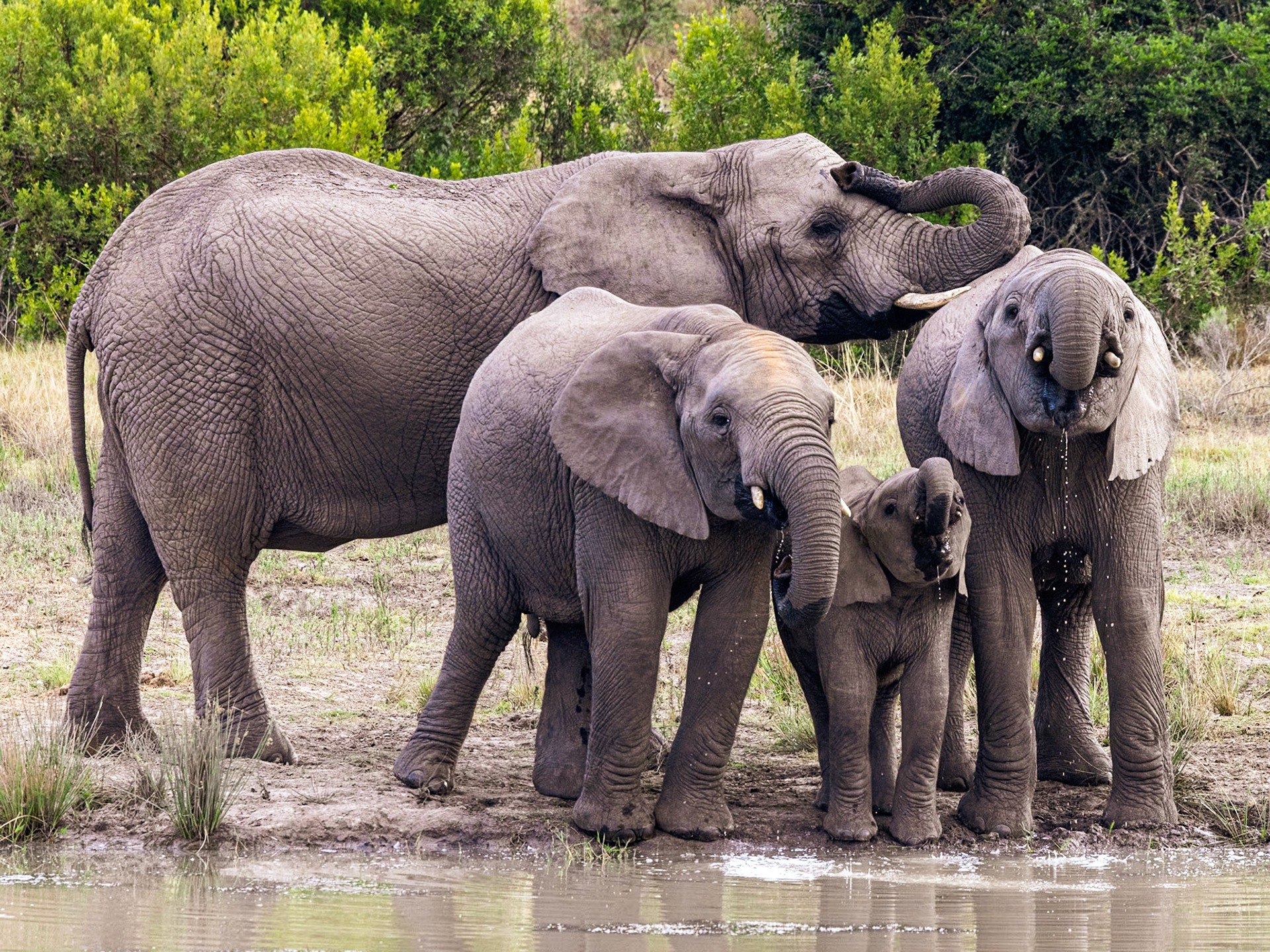 African Elephants At The Waterhole