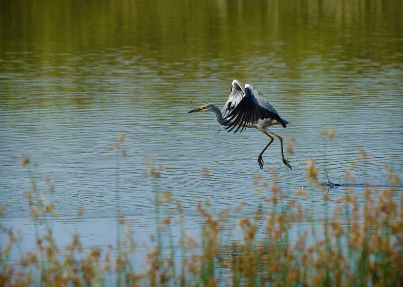 Grey Heron Taking Off