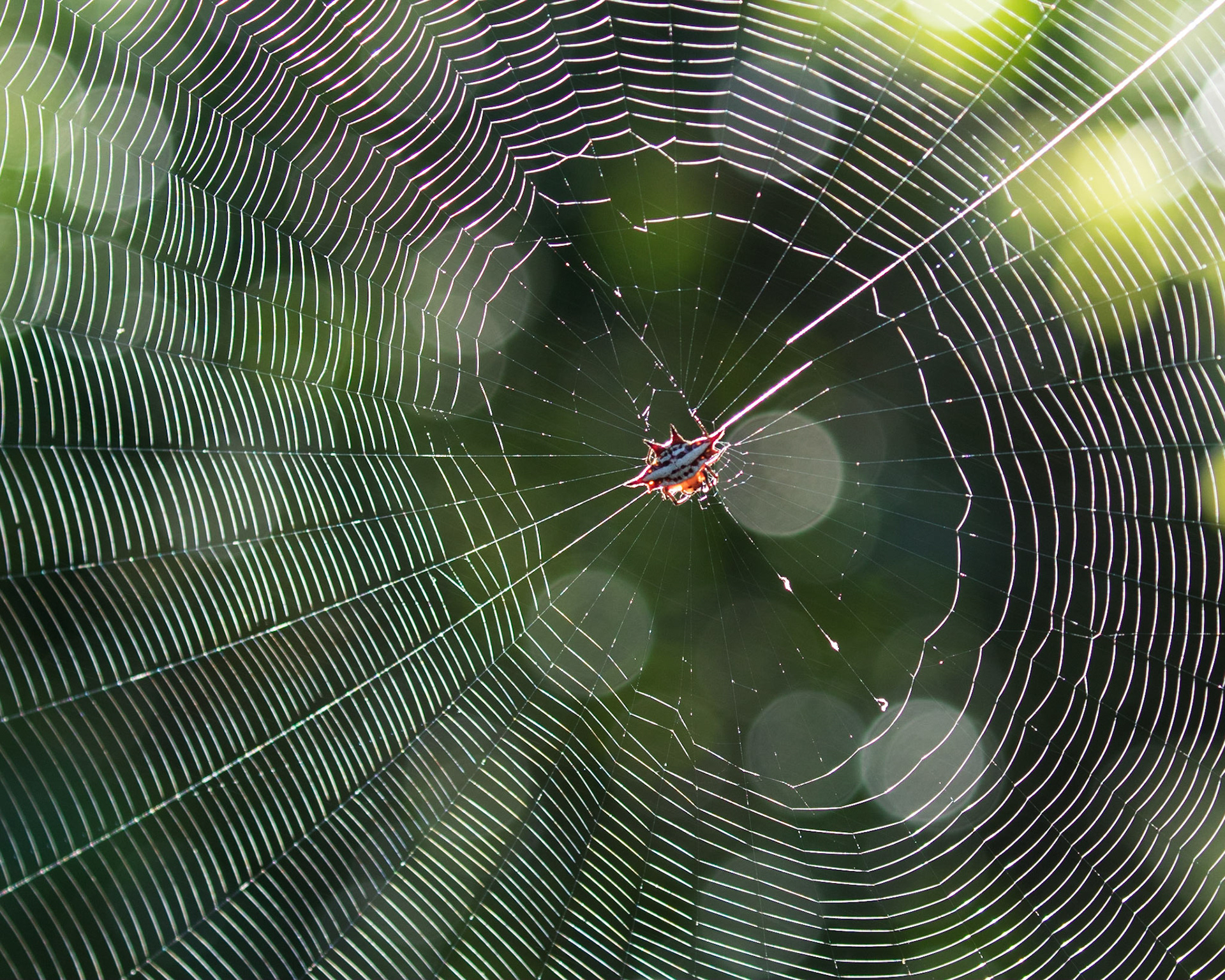 Gasteracantha cancriformi (the star spider, spiny-backed orbweaver, spiny orbweaver spider, crab-like orbweaver spider, crab-like spiny orbweaver spider, jewel spider, spiny-bellied orbweaver, jewel box spider or smiley face spider) lives in woodland edges. The web has densely spaced radii and an open hub, and may be placed from near ground level to several metres up. Their venom is not known to be dangerous to man