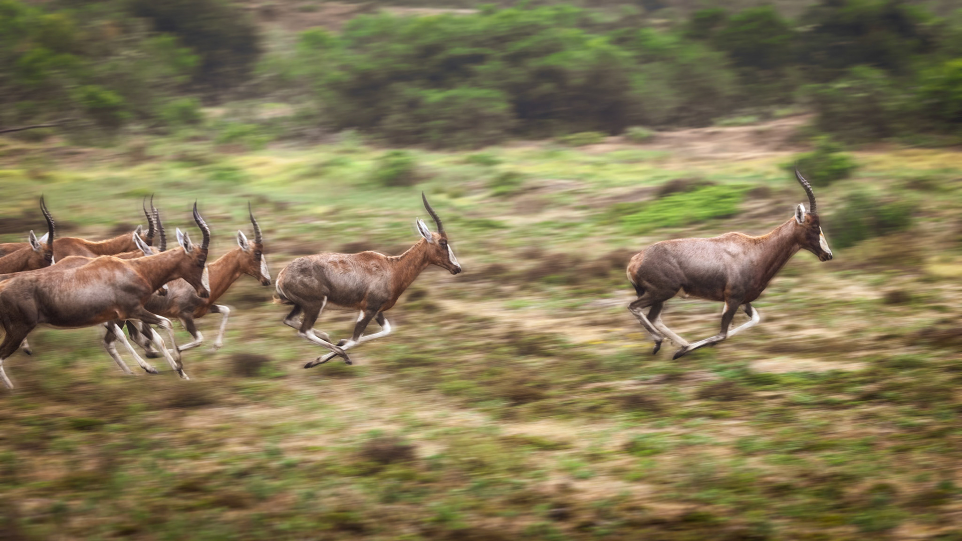 Stampeding Blessboks