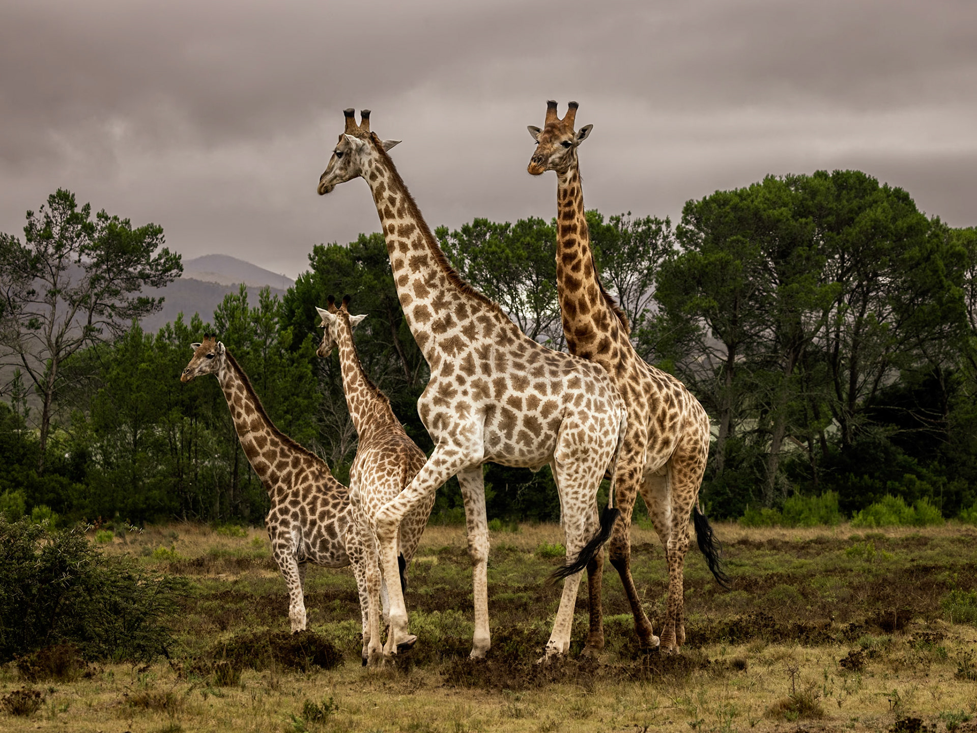 A Family of Giraffes