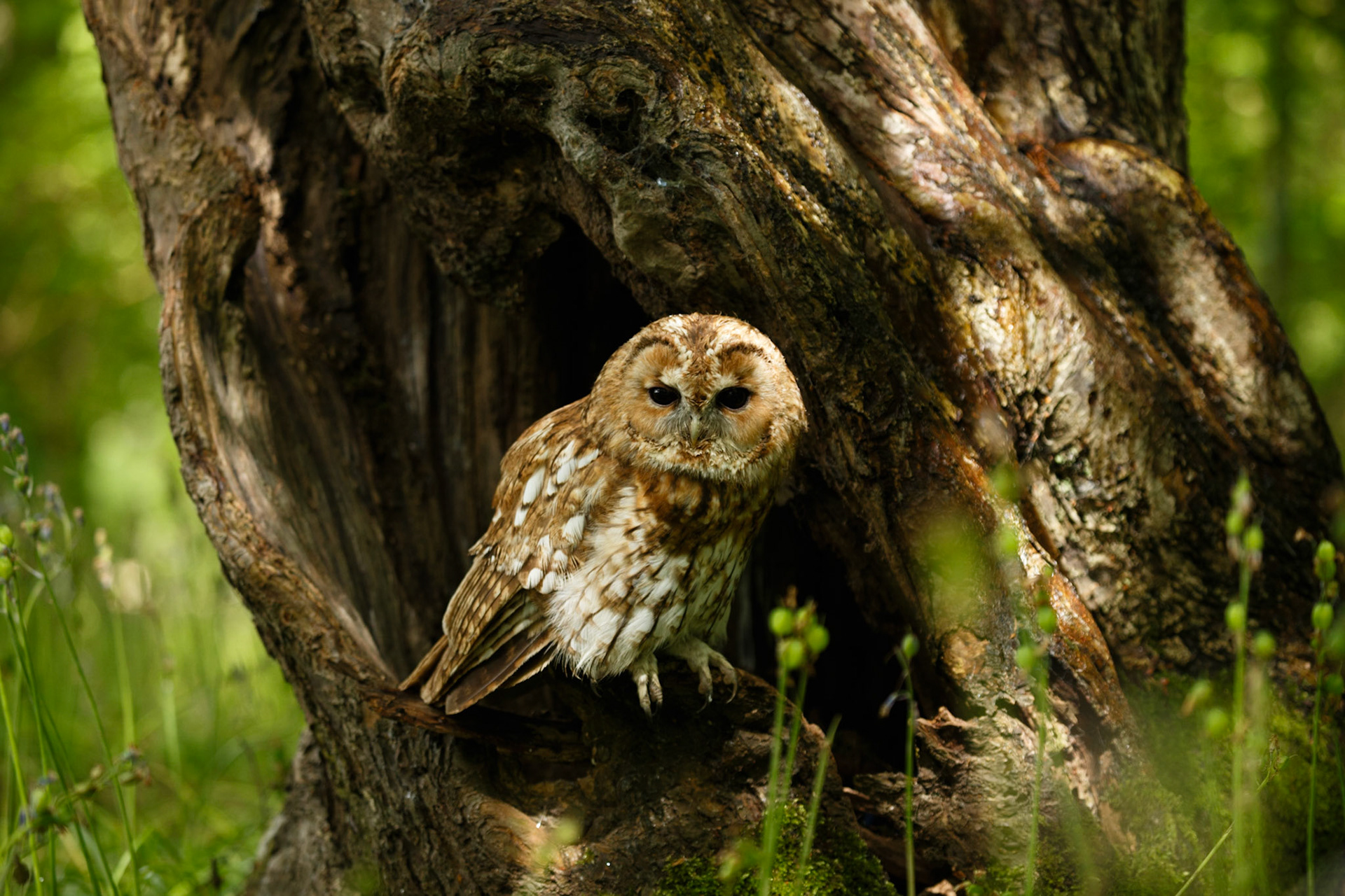Tawny Owl