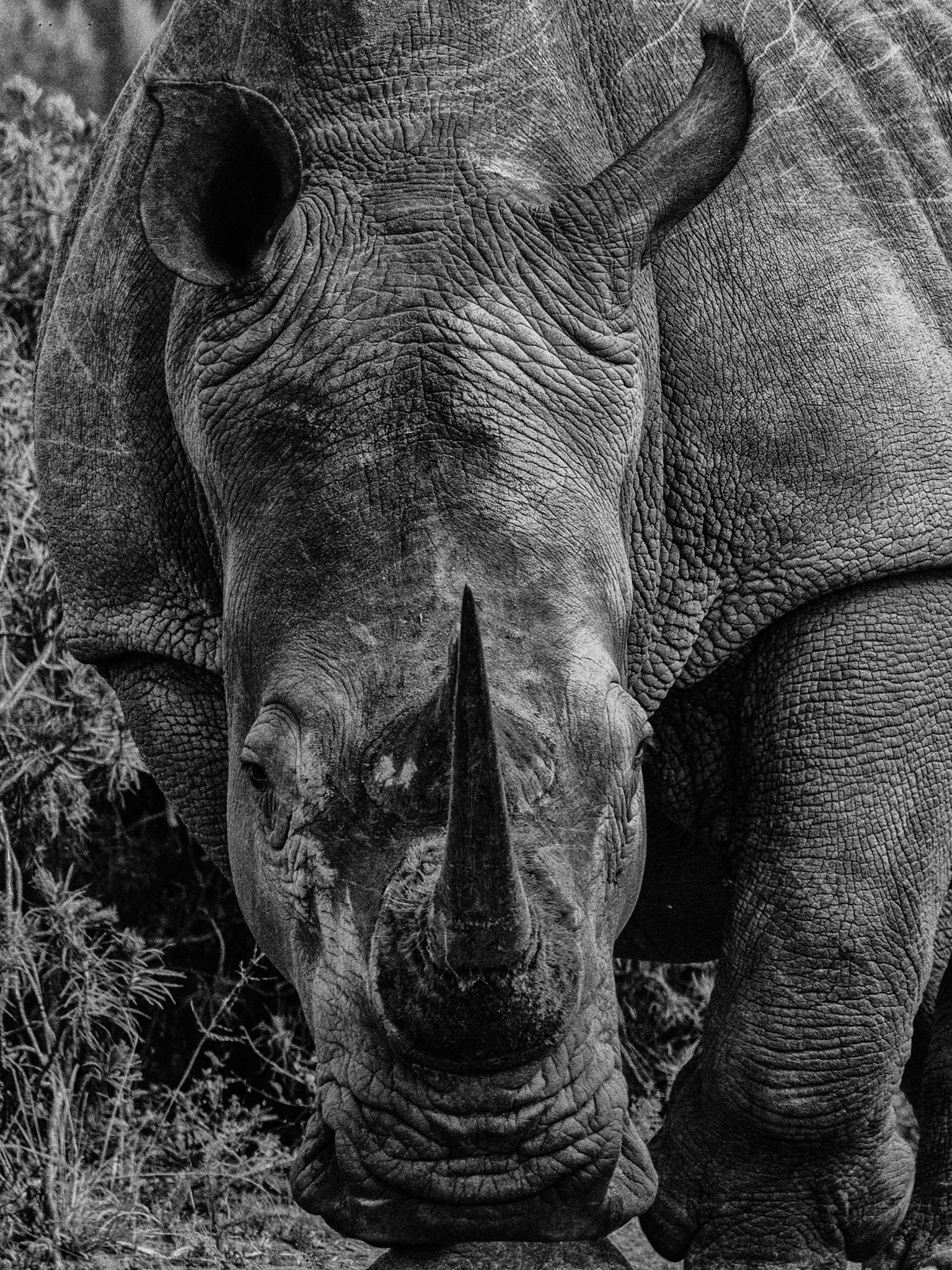 The White Rhinoceros Close Up in Monochrome