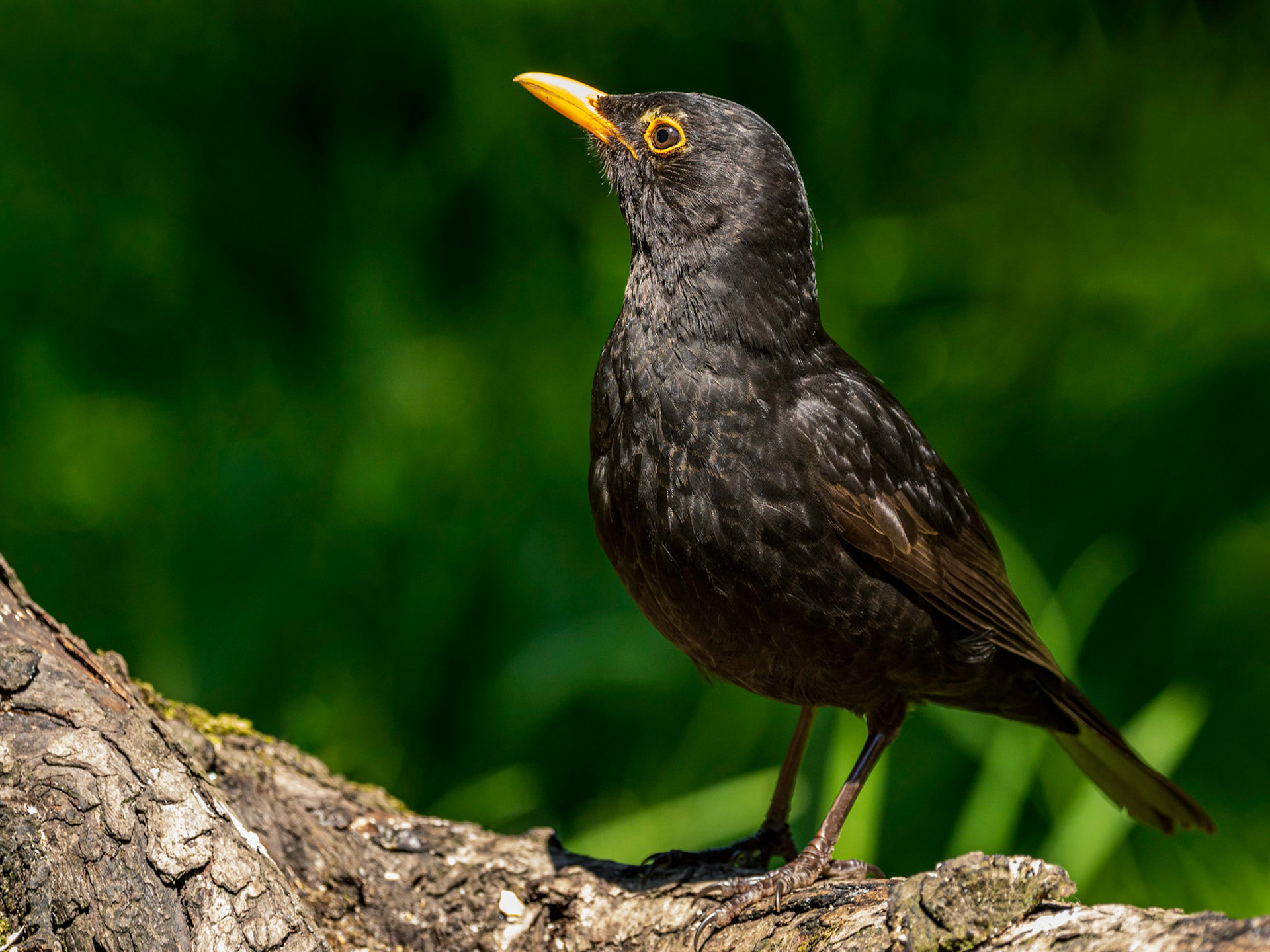Blackbird (Turdus merula)