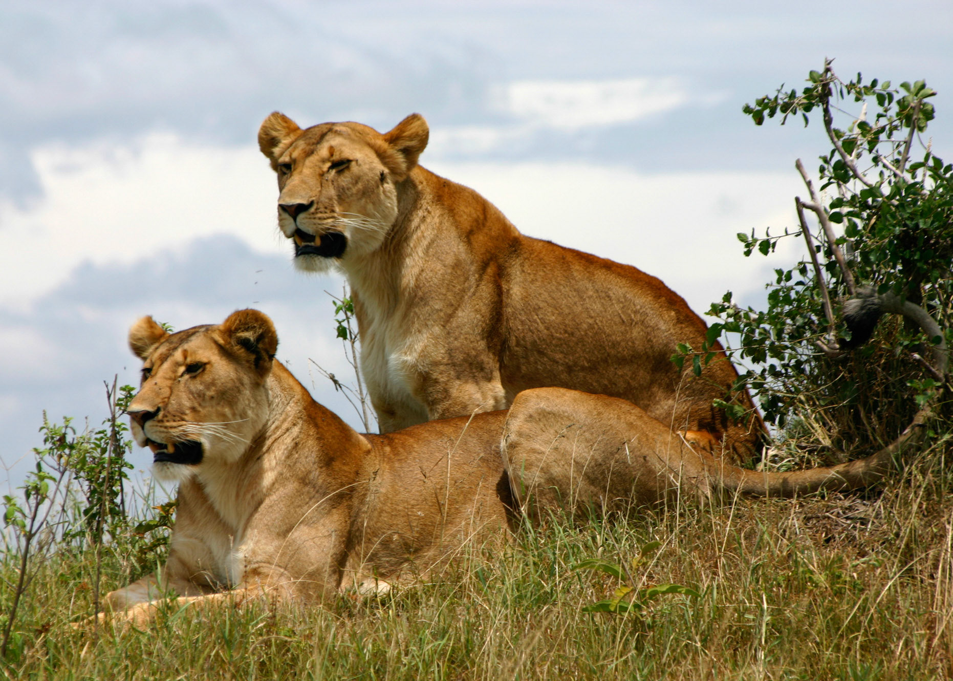 Lions In The Mara