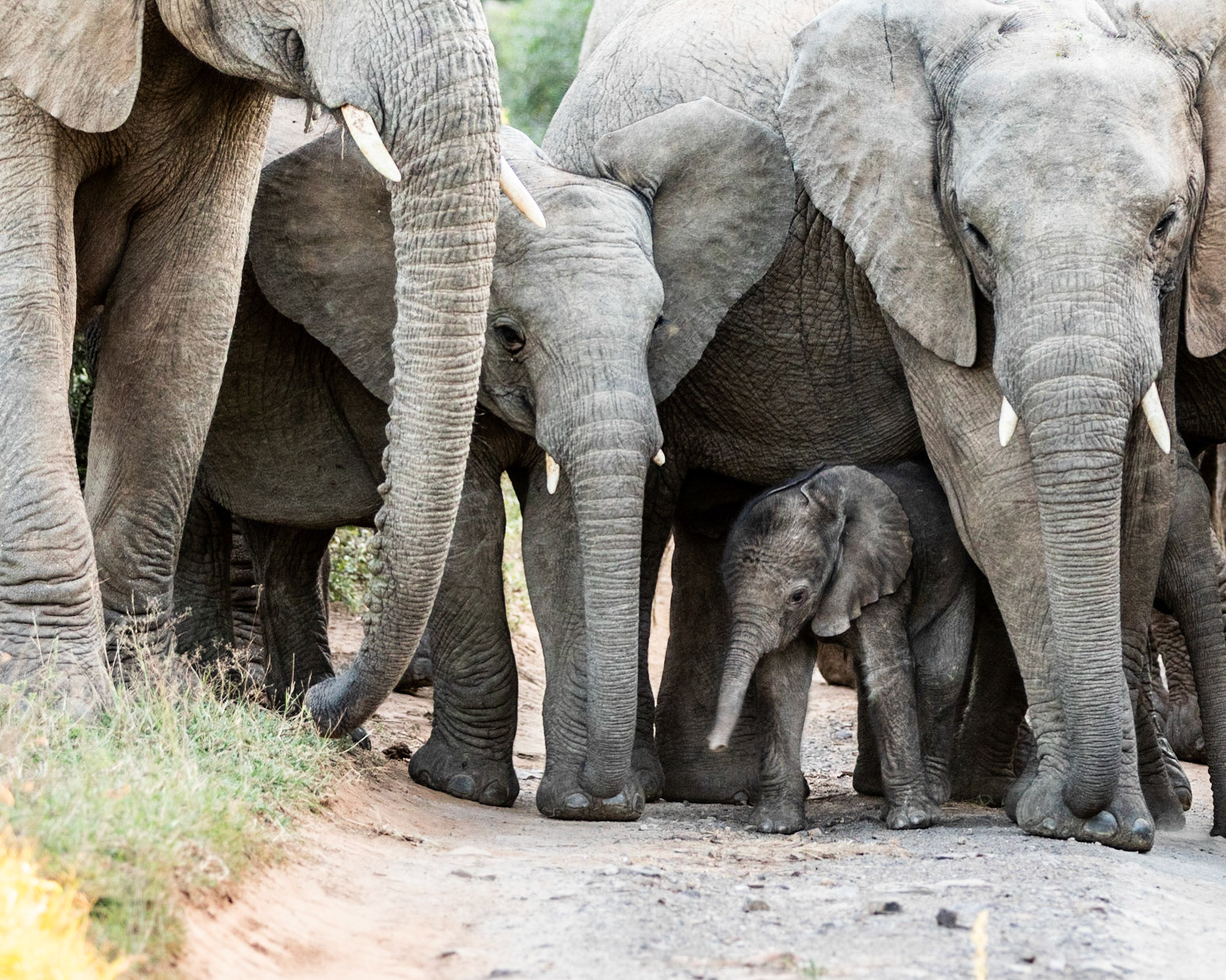 Elephant Herd Protecting A New Born Calf