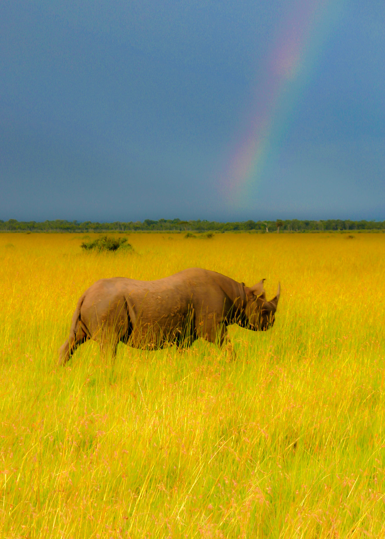 The White Rhinoceros And A Rainbow