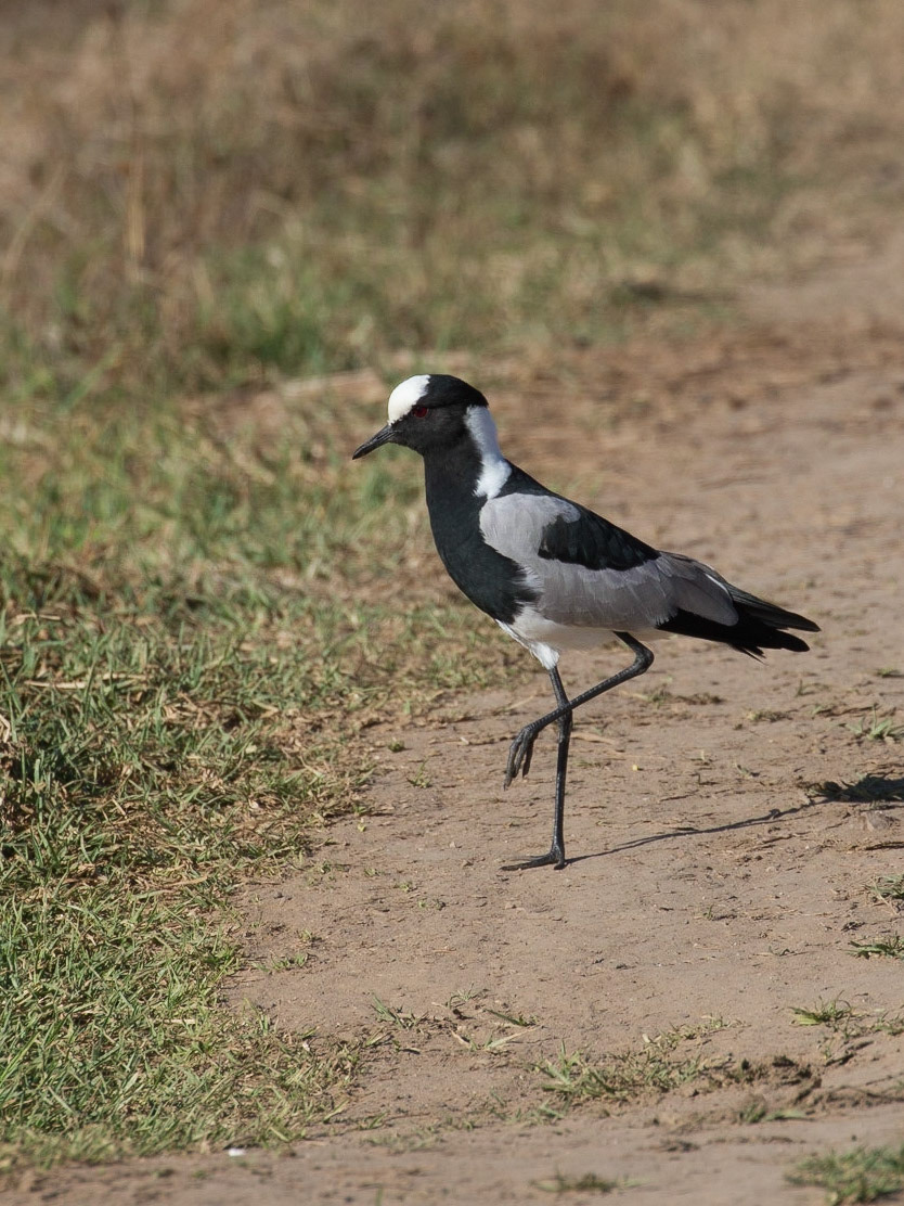 The Blacksmith Lapwing