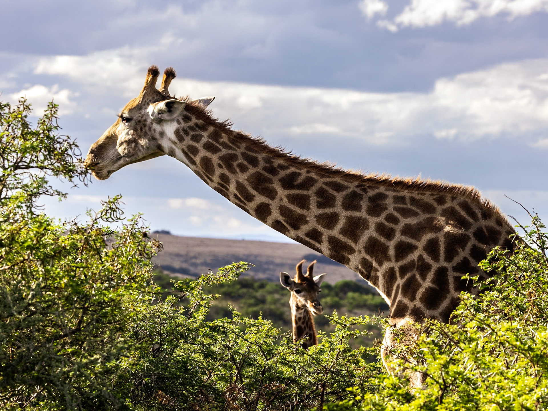The Giraffe In The Undergrowth