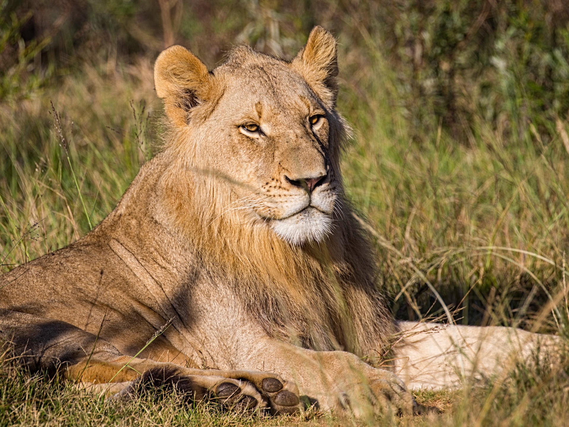 Juvenile Male Lion