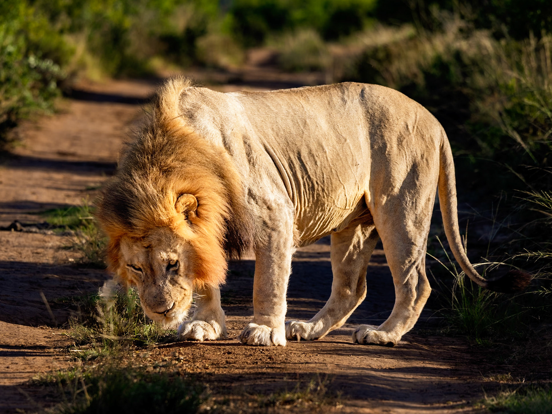 The Male Lion In The Early Morning Sunlight