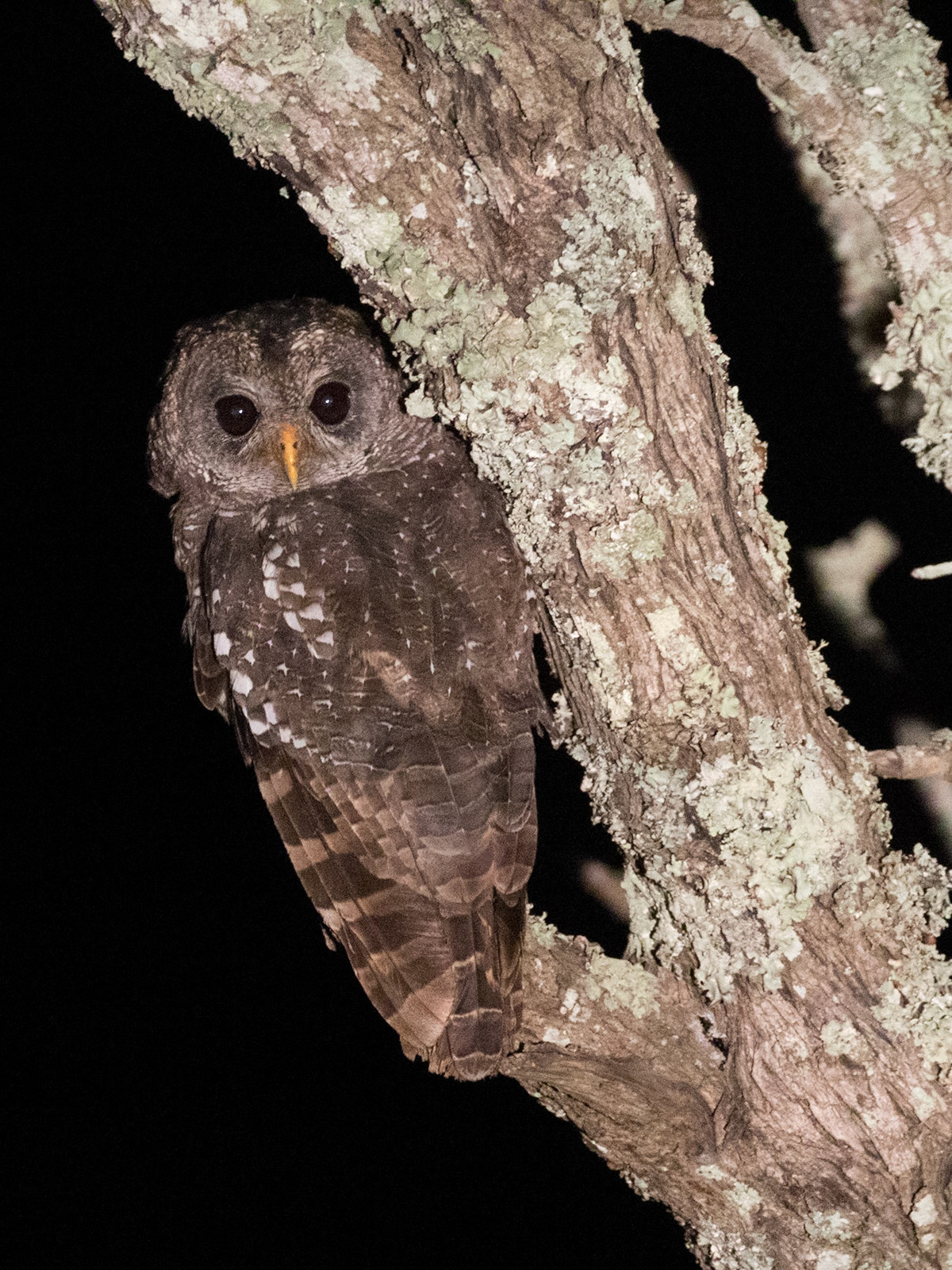 The African wood owl (Strix woodfordii) is a medium-sized owl with dark eyes and no ear tufts. It is 30 to 36 cm long and weighs from 240 to 350 grams.  It eats mostly insects but will also eat reptiles, small mammals, and other birds. It breeds from July to October and lays 1 to 3 eggs in a hollow in a tree. It will then incubate the eggs for about 31 days. Five weeks after the eggs hatch, the young will leave the nest and can fly 2 weeks later. The young will remain with the parents for about four months and will sometimes stay until the next breeding season. Its call is a loud series of fast hoots. It is not threatened and is common in almost all of its range.