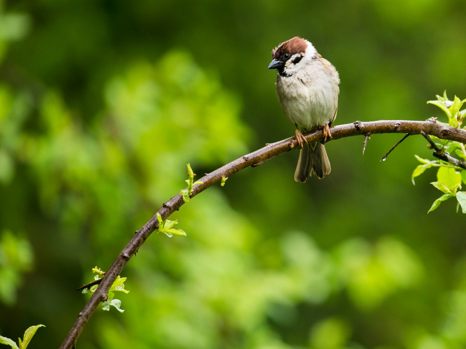 Tree Sparrow