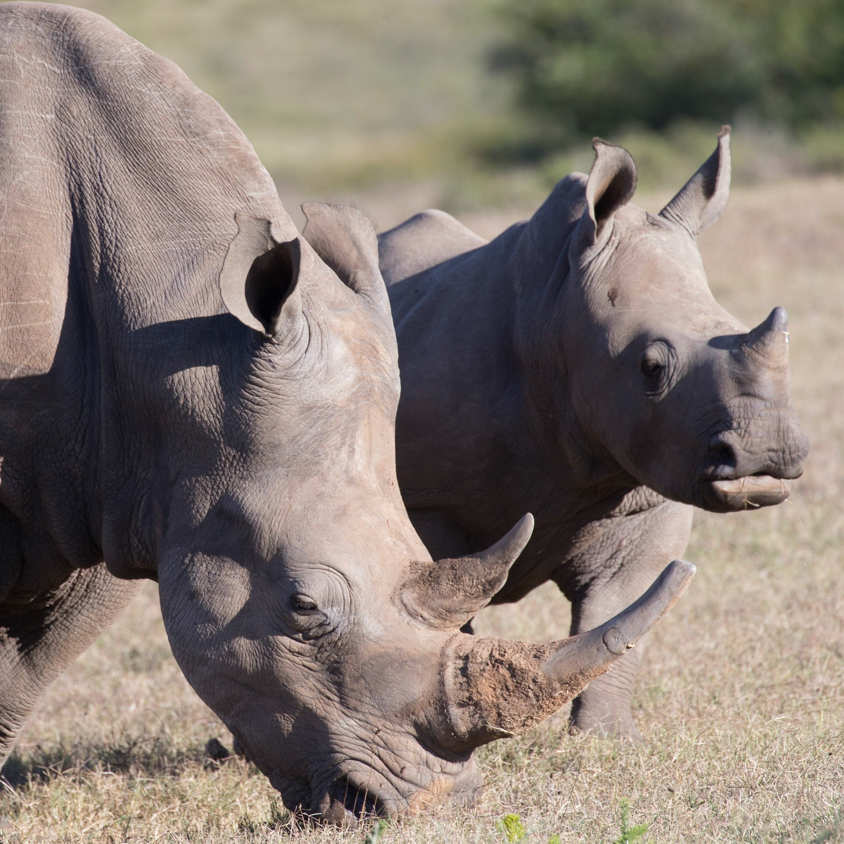 A Pair Of White Rhinoceros