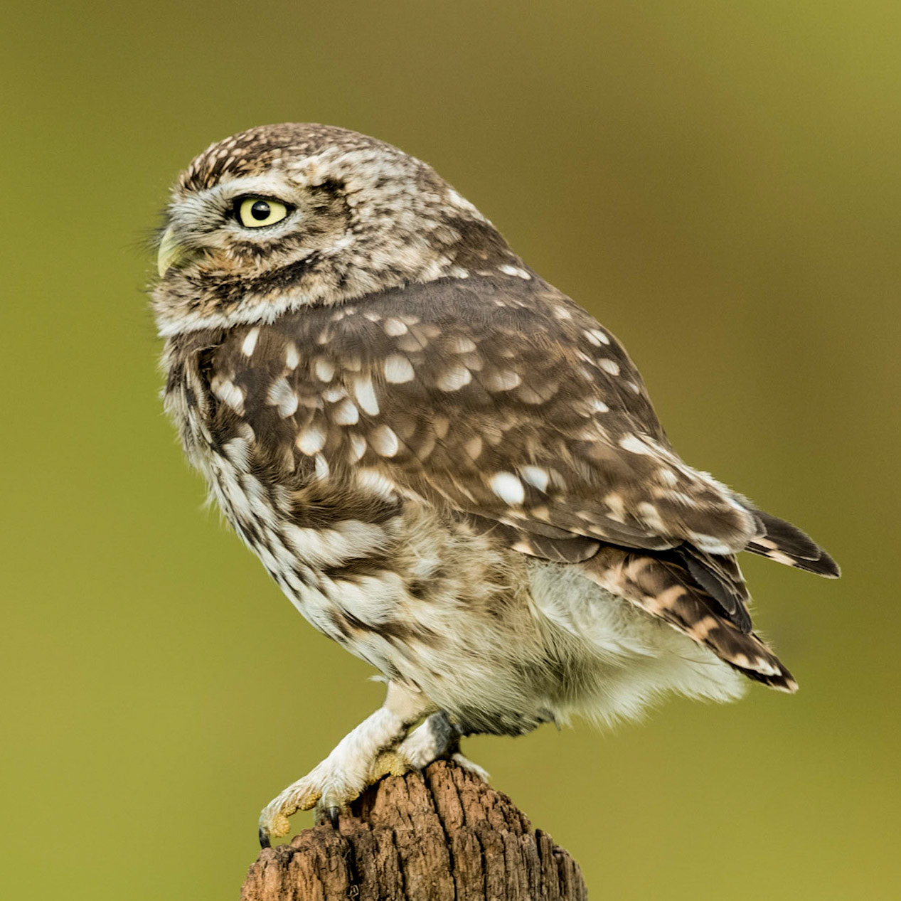 Little Owl