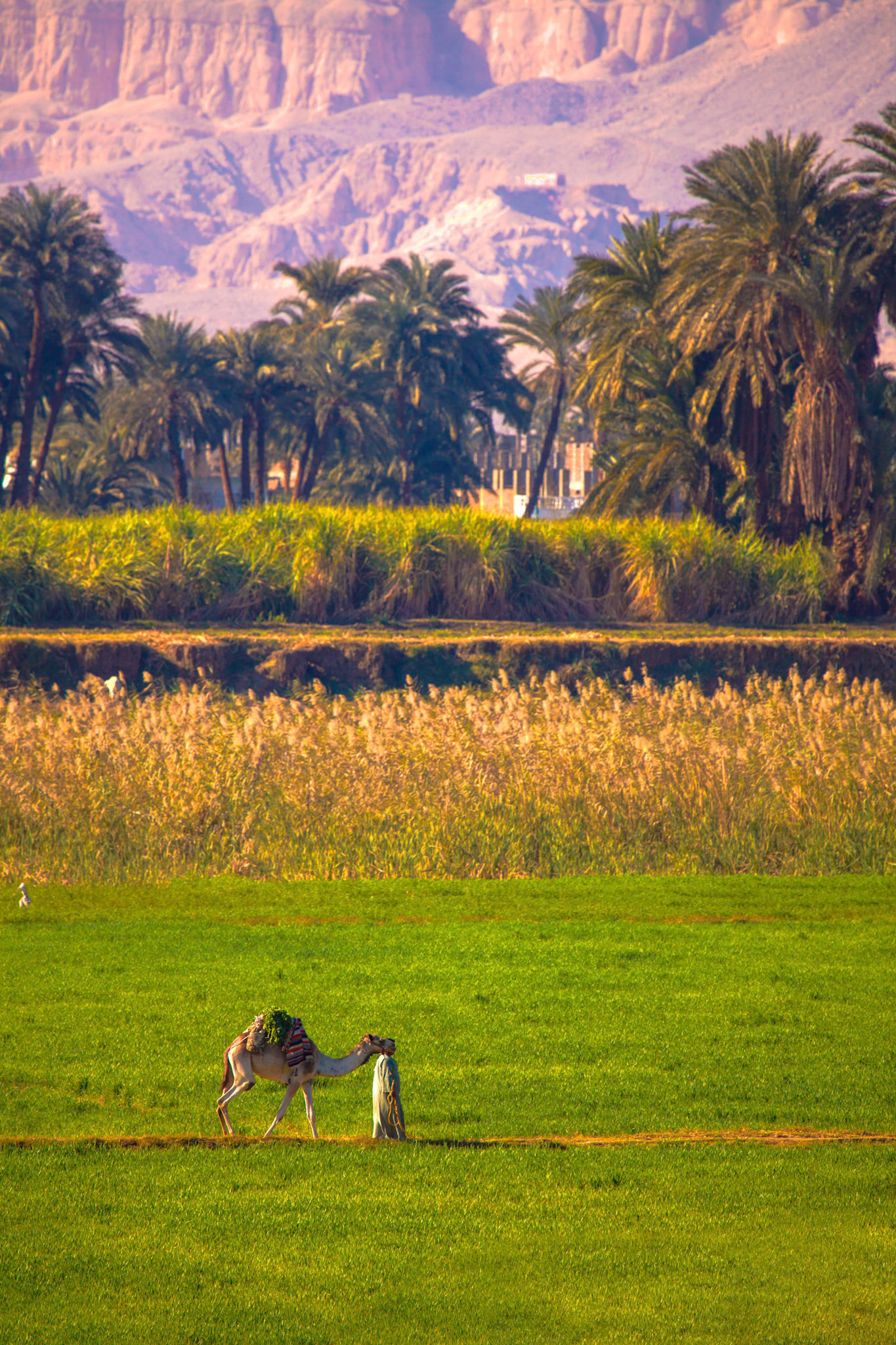 Life On The Banks Of The Nile