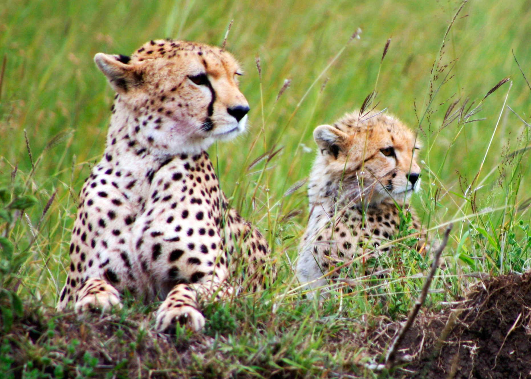 Cheetah With Her Cub