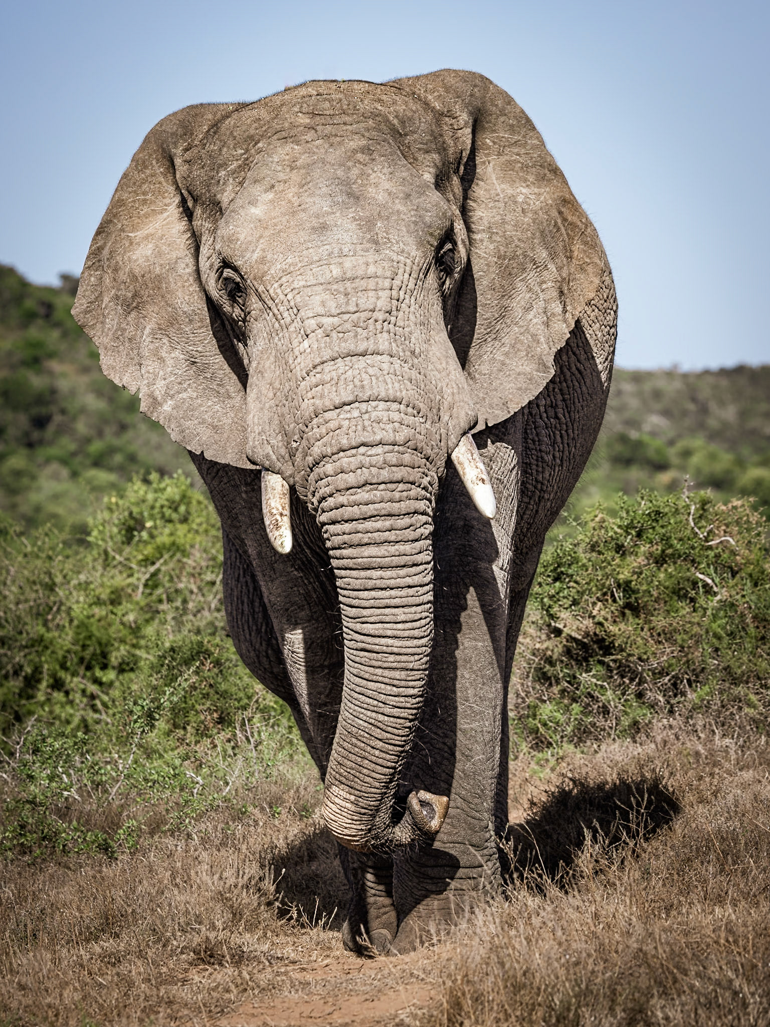 The African Bull Elephant