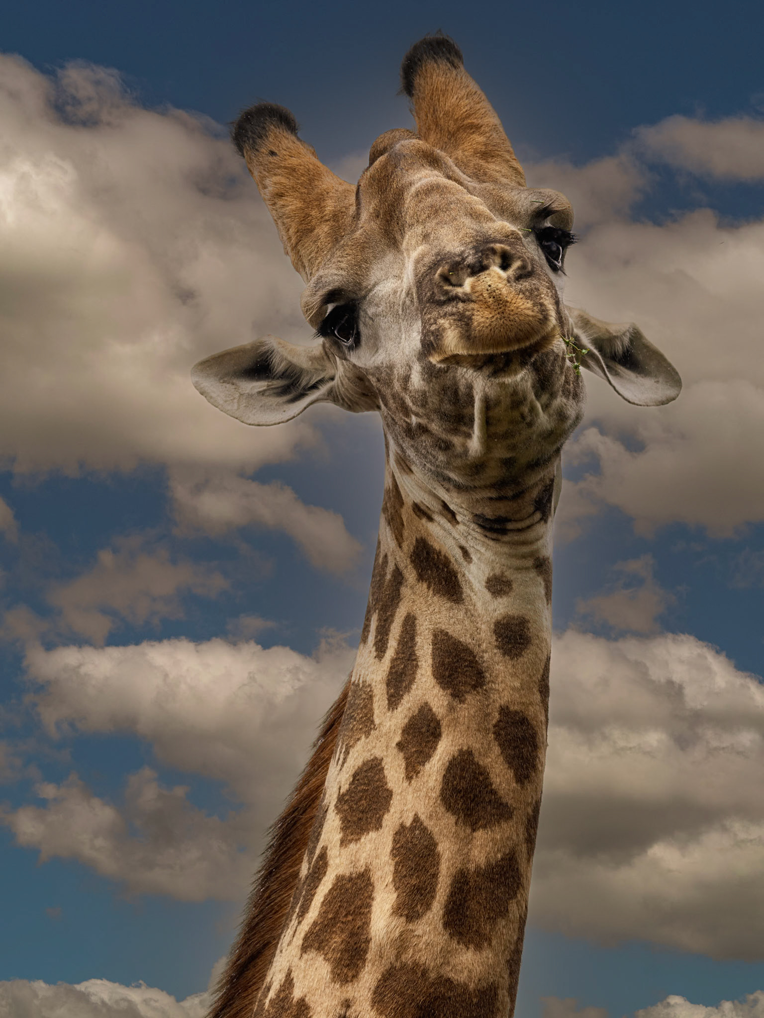 A Comical Giraffe