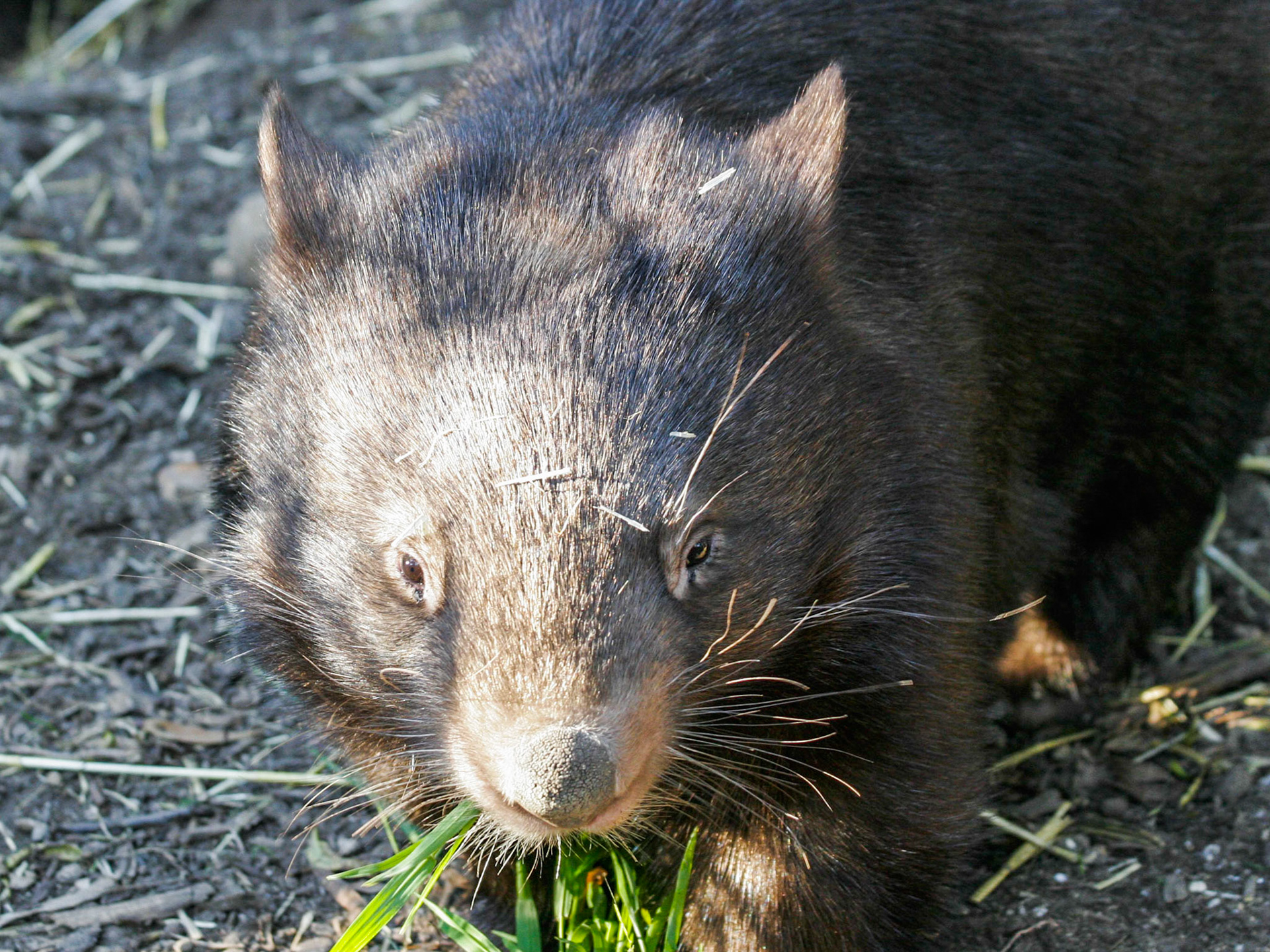 The Common Wombat (Vombatus ursinus)