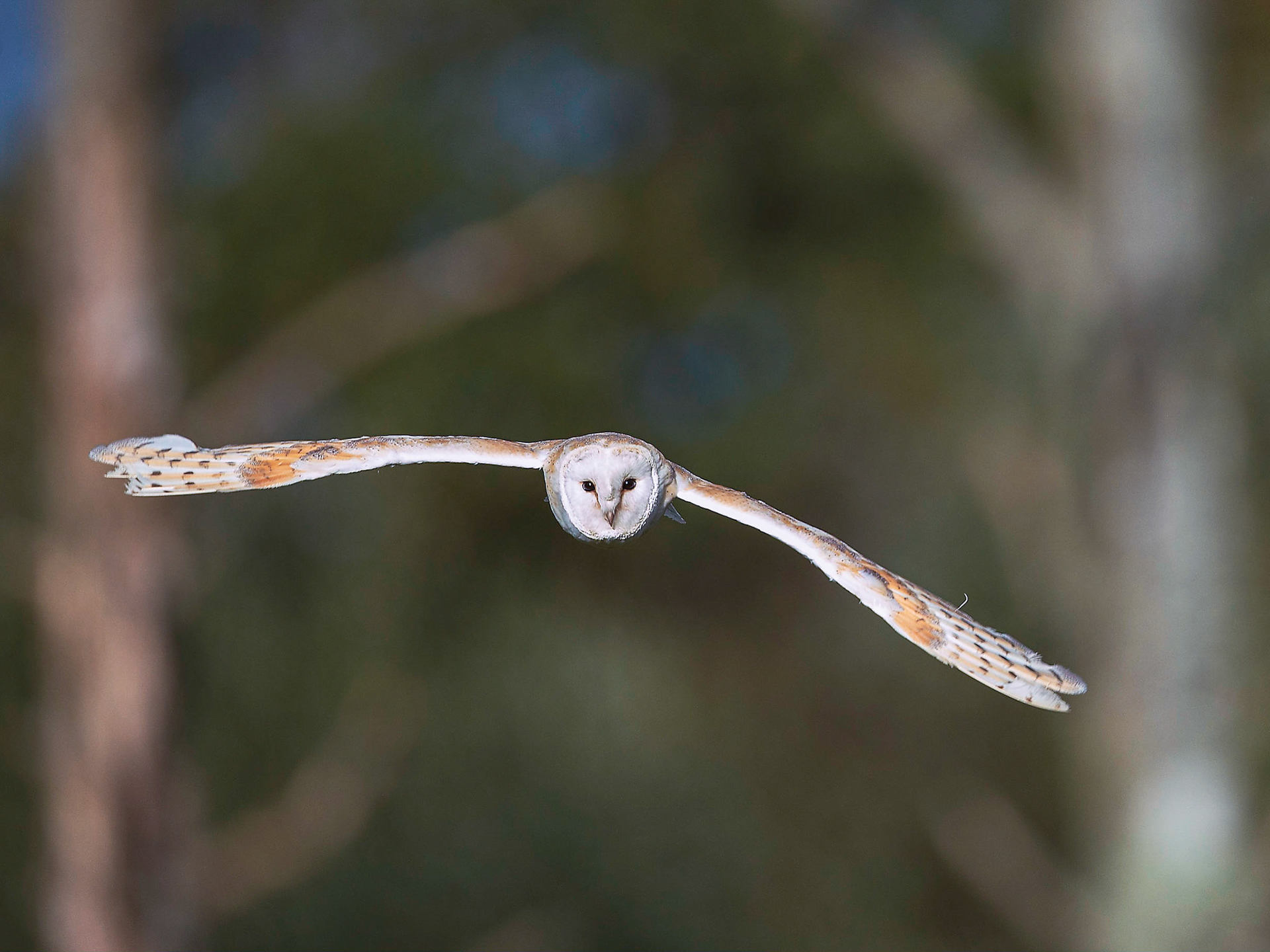 Barn Owl In Flight
