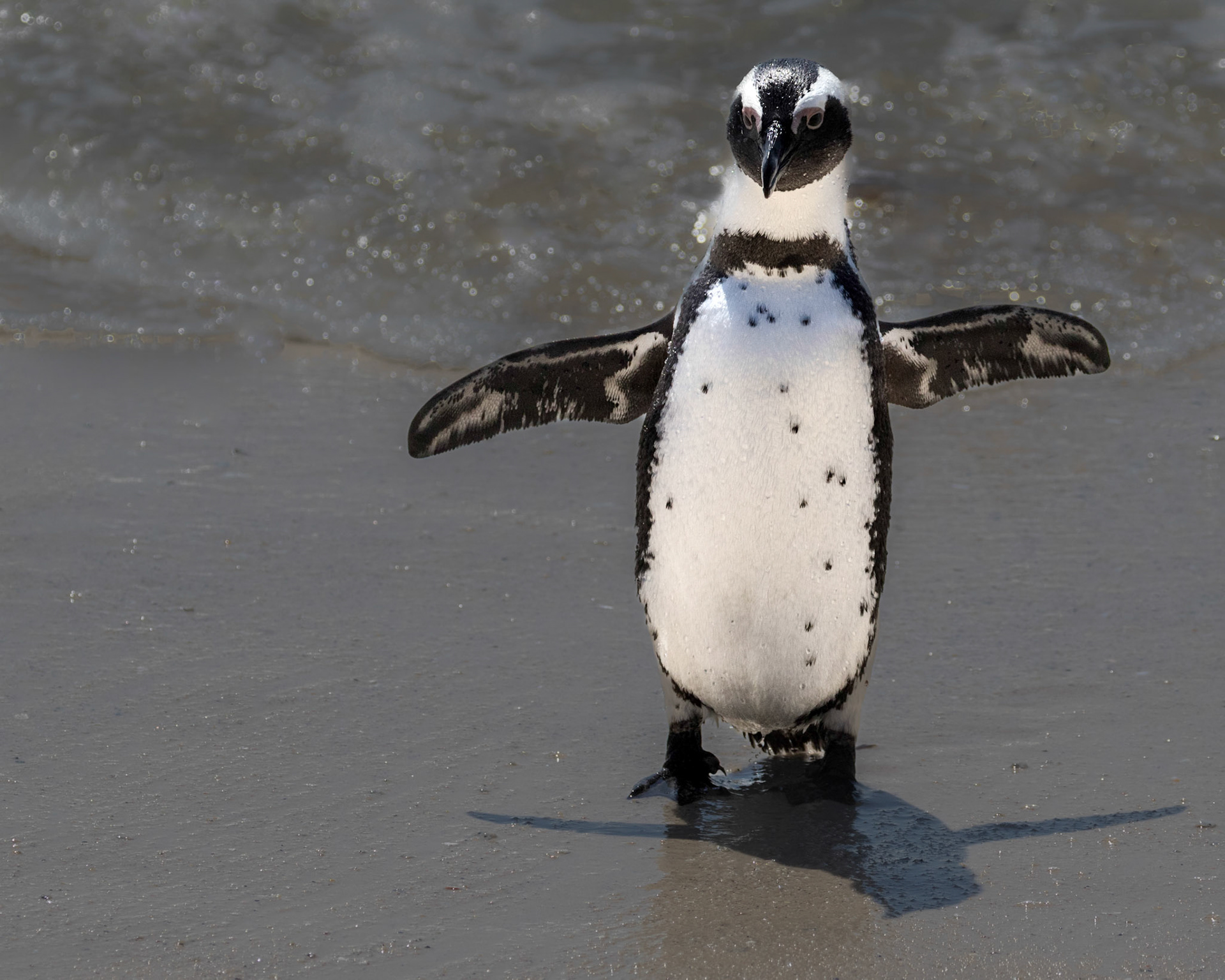 Boulders Beach is located a few kilometres to the south of Simon's Town, in the direction of Miller's Point. Here small coves with white sandy beaches and calm shallow water are interspersed between boulders of Cape granite. There has been a colony of African penguins at Boulders Beach since 1985.  The African penguin (Spheniscus demersus), also known as the jackass penguin and black-footed penguin is a species of penguin, confined to southern African waters.