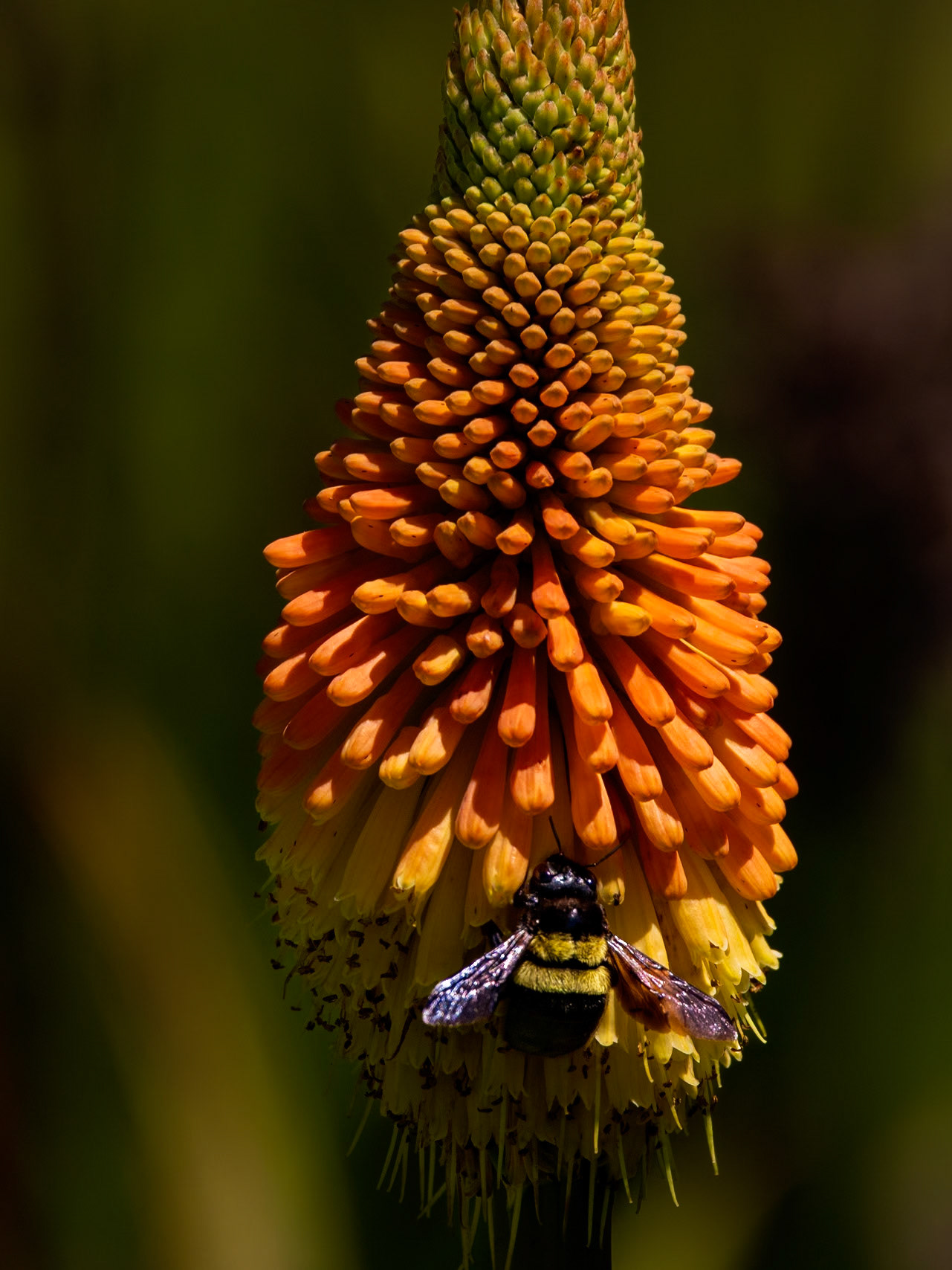 Bee on Red Hot Poker (Kniphofia)
