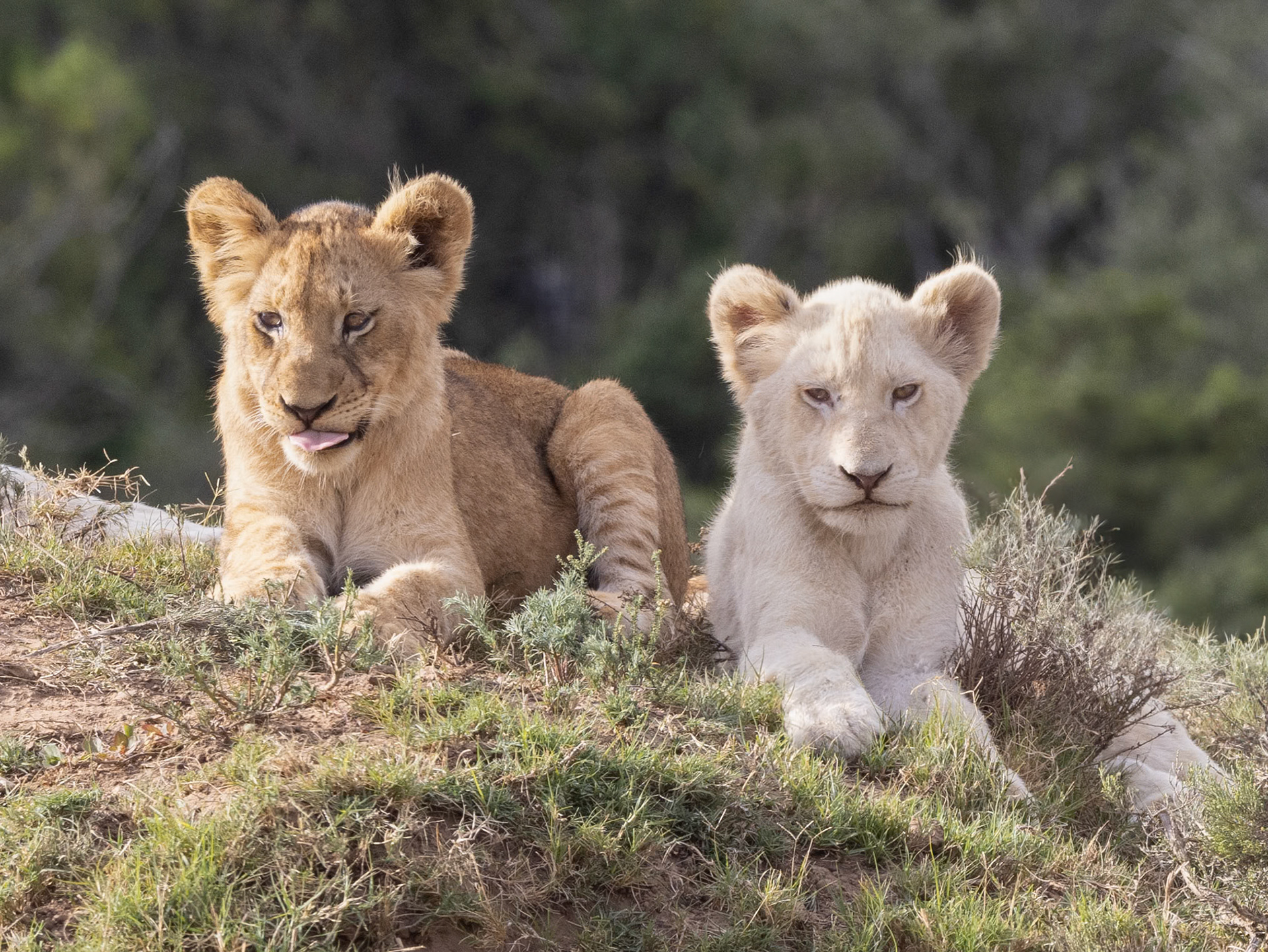 A White Lion and Tawny Lion Cub together