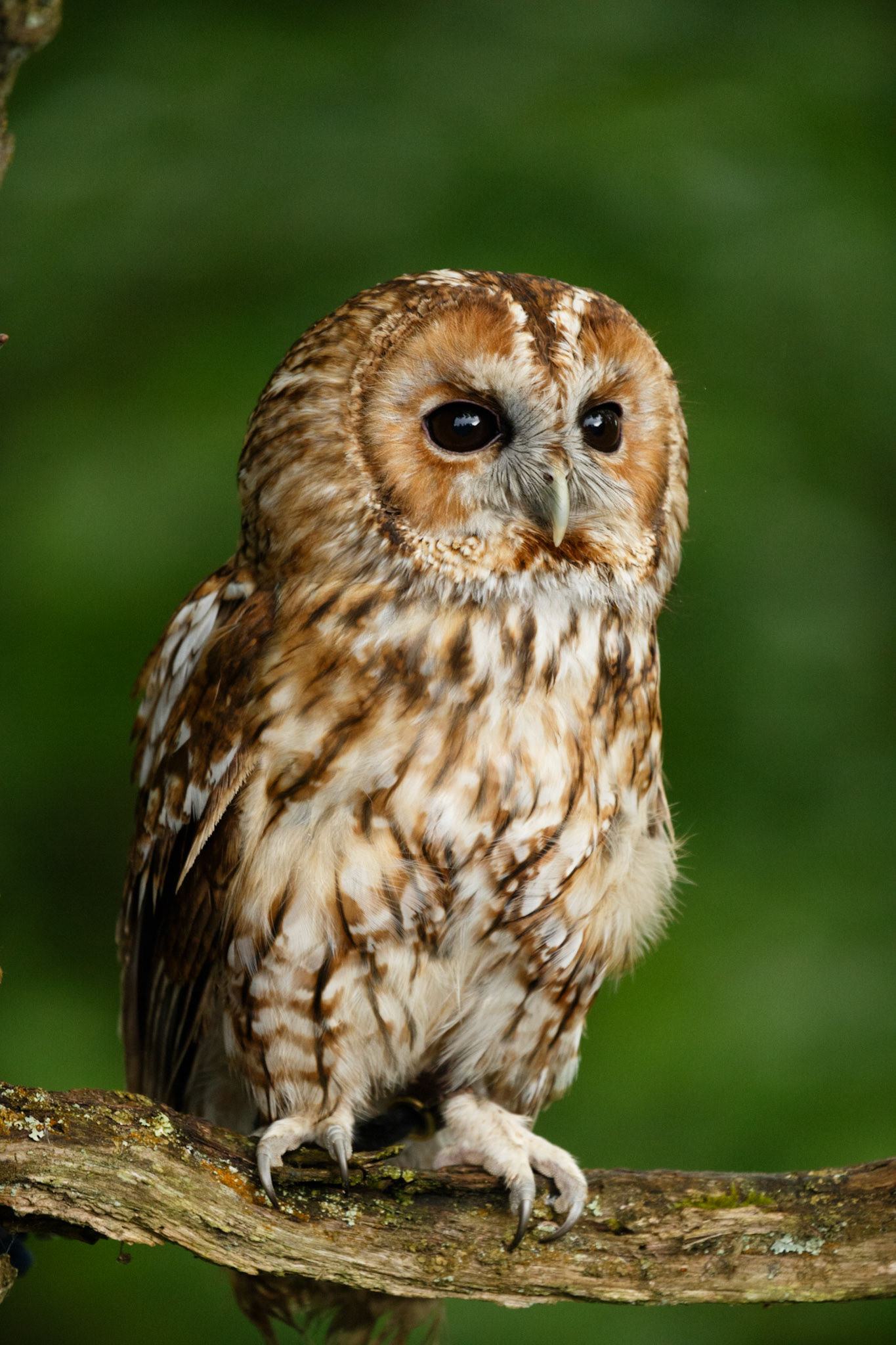 Tawny Owl