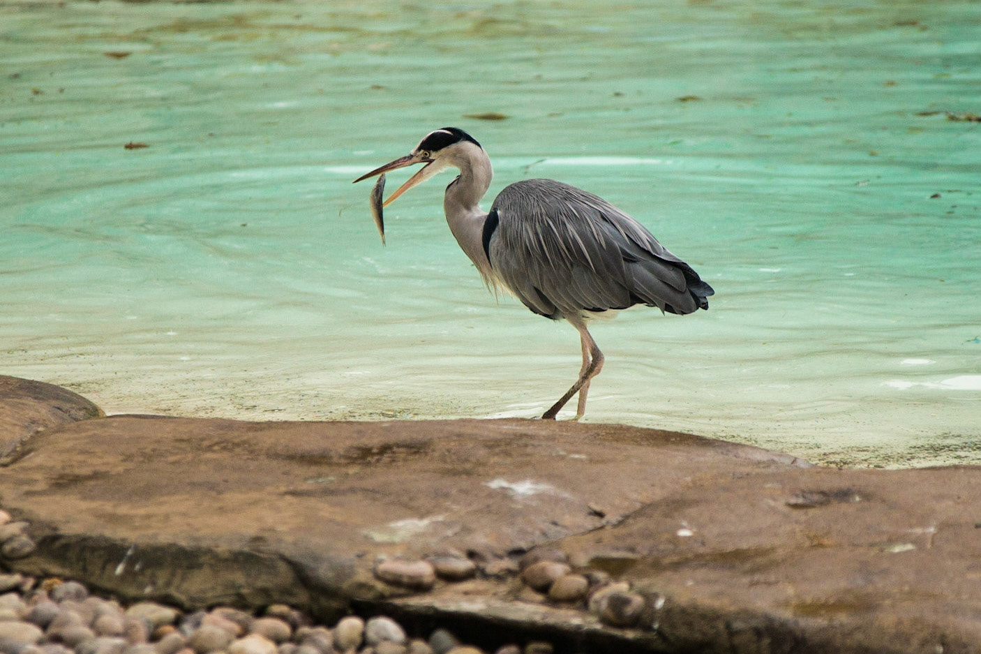 Heron With Fish