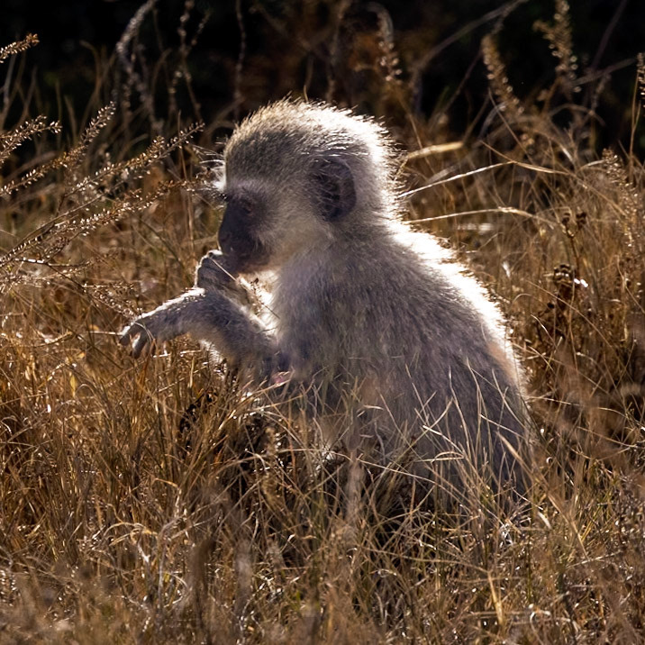 The Vervet Monkey