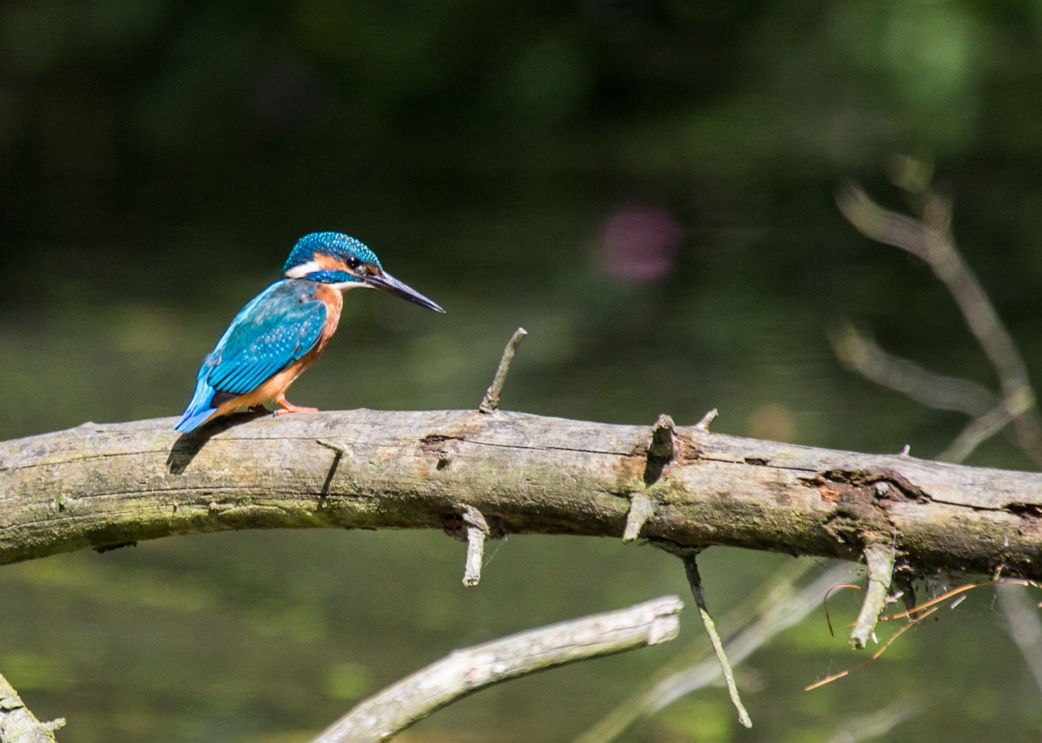 The Eurasian Kingfisher (Alcedo atthis)