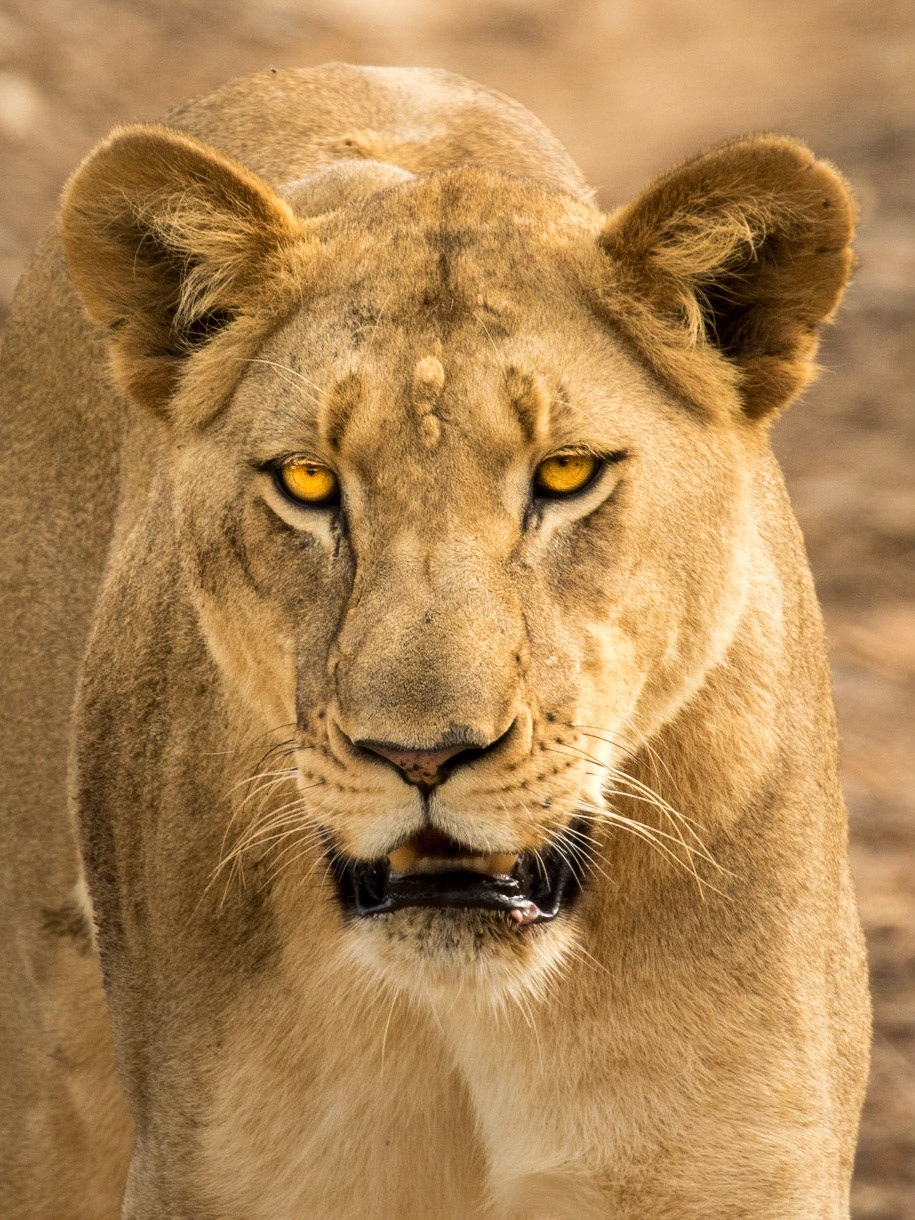 Female Lion Portrait