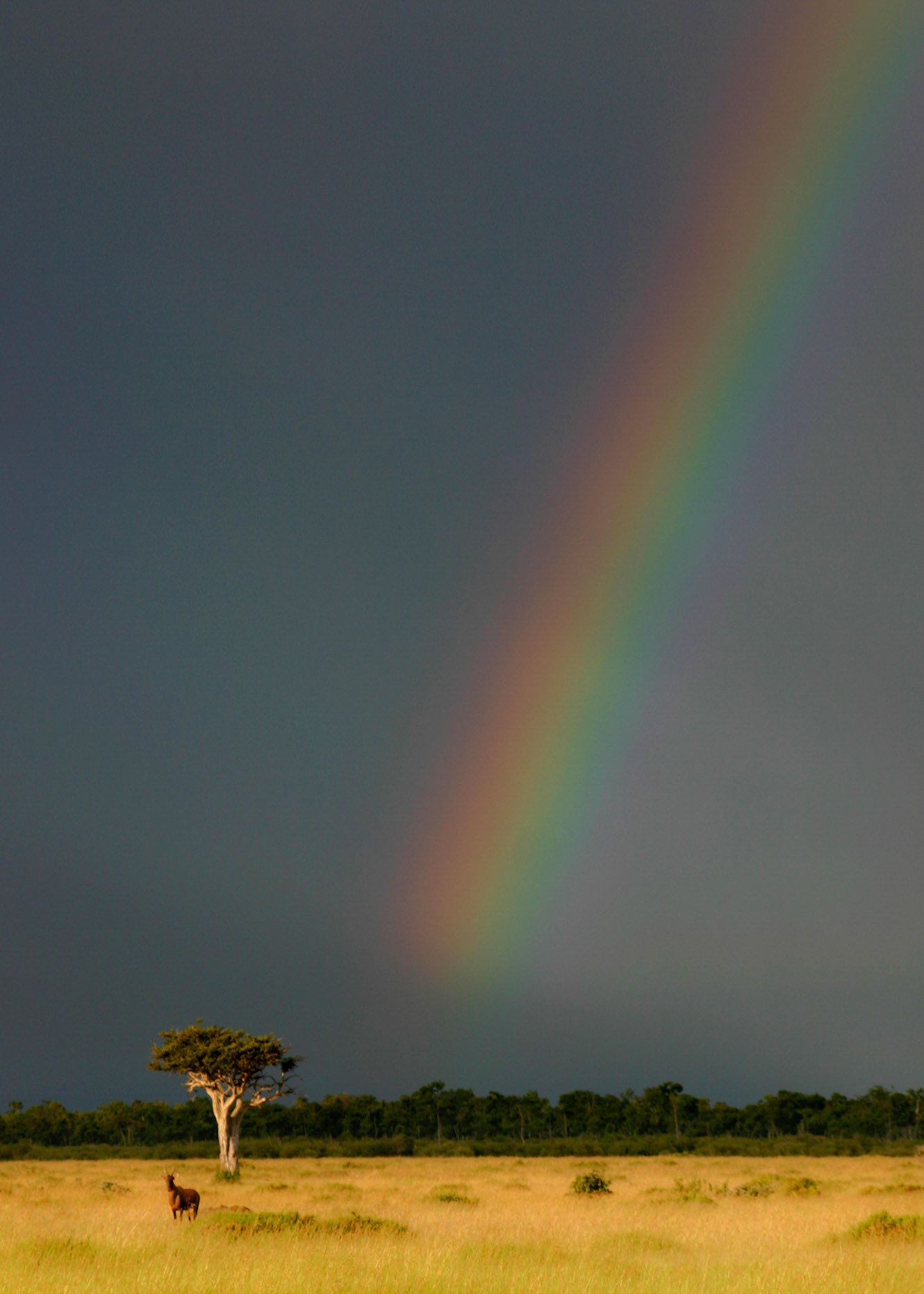 Rainbow Over The Mara After A Storm