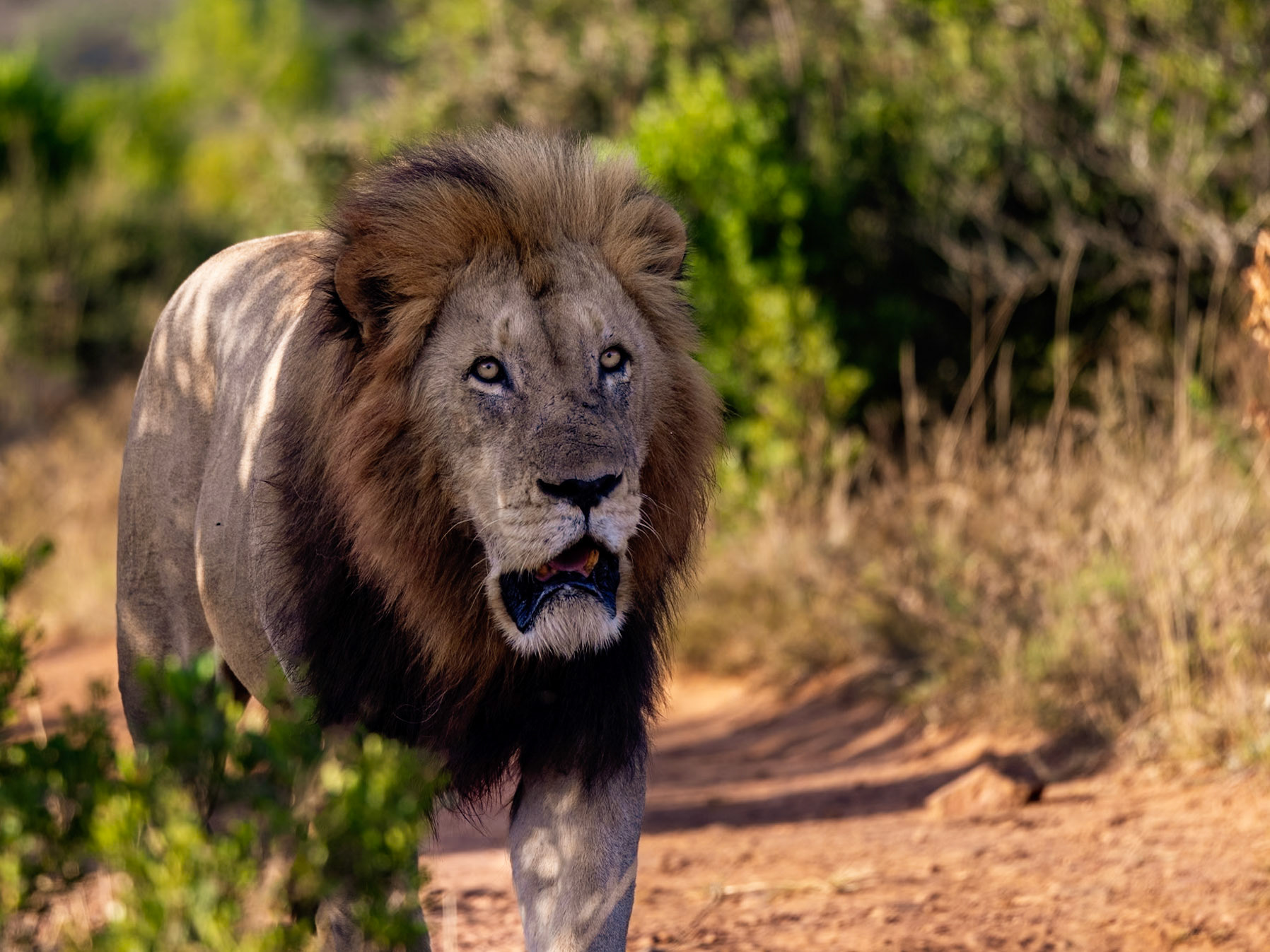 The Male Lion In The Early Morning Sunlight